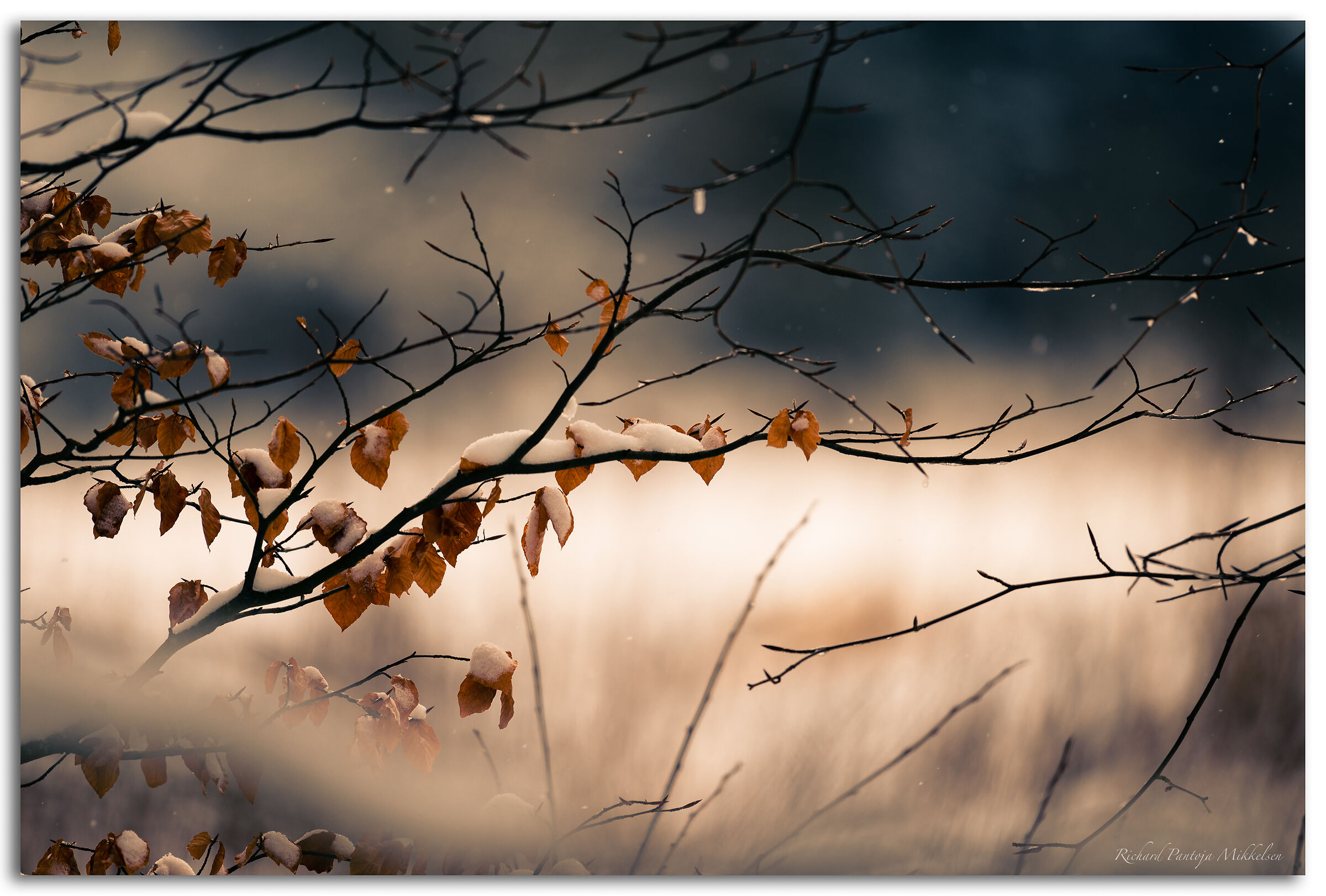 Winter in the forest