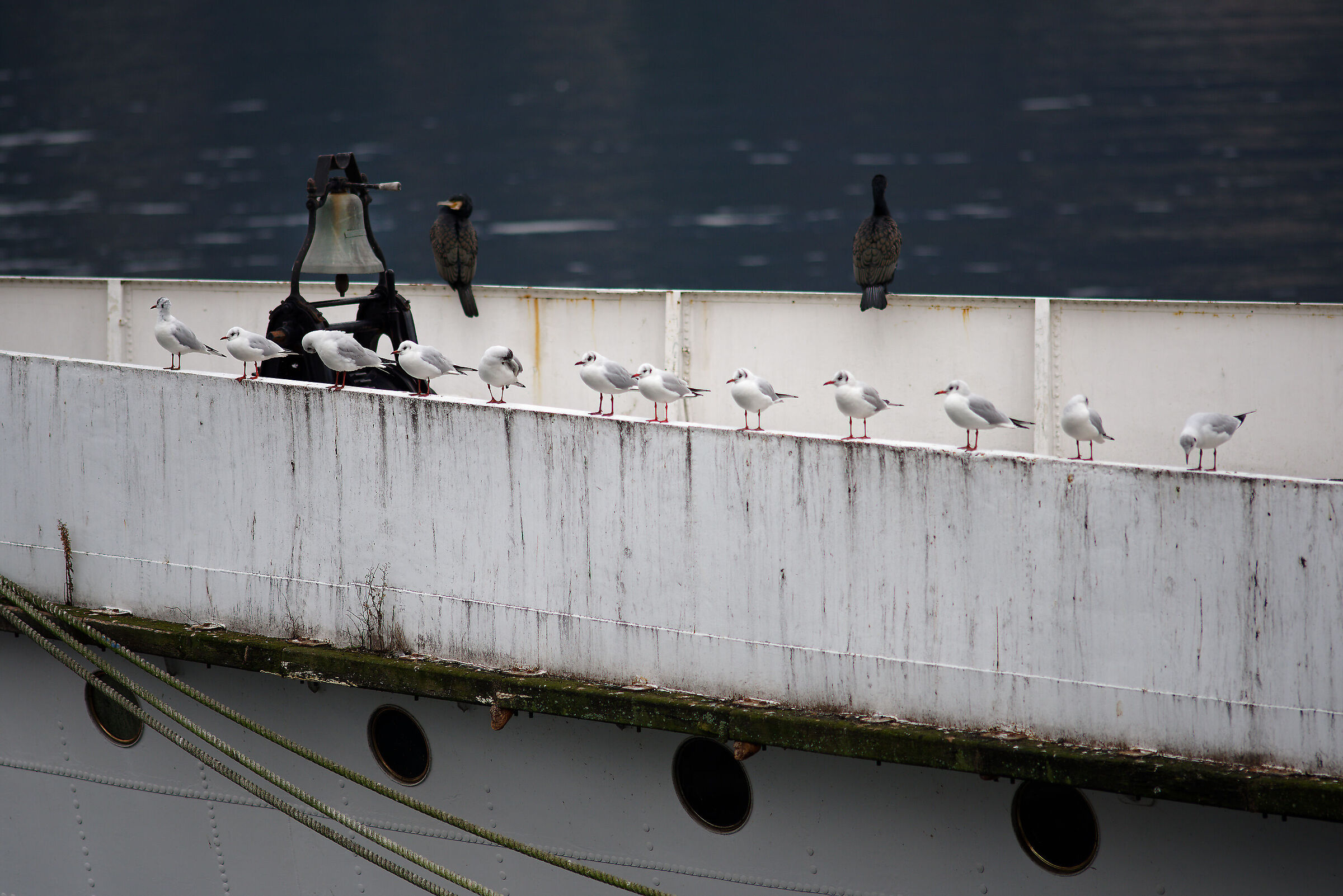 The sailors' greeting. "Homeland"