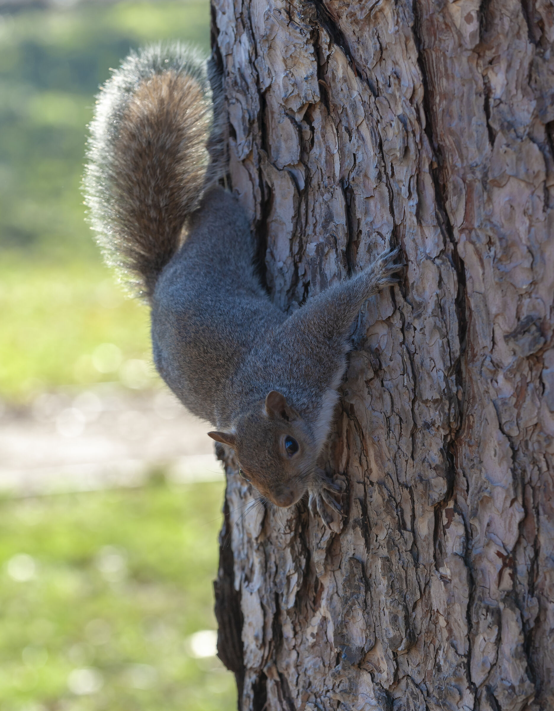 Mi è semblato di vedele un gatto!