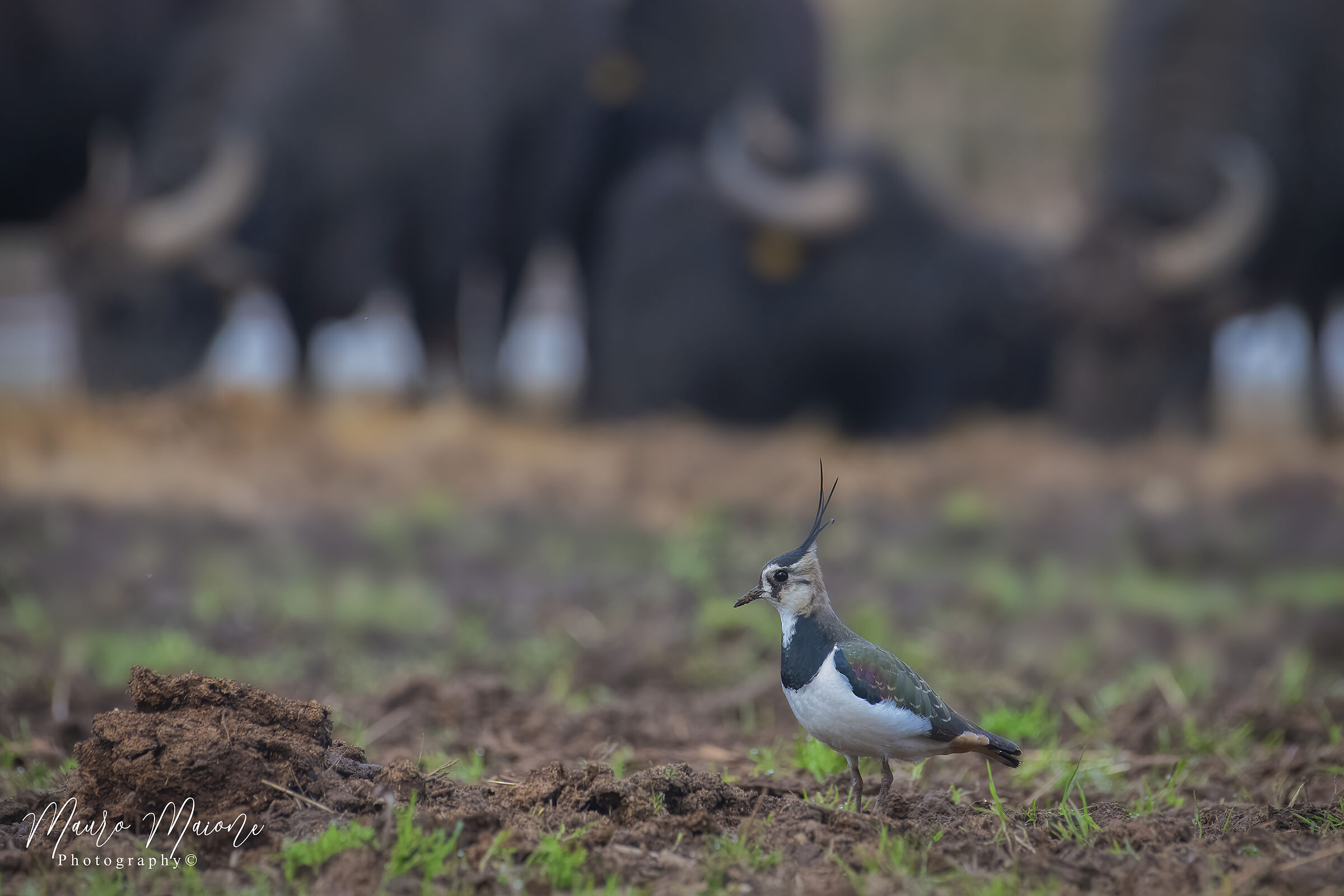 la pavoncella e i bufali