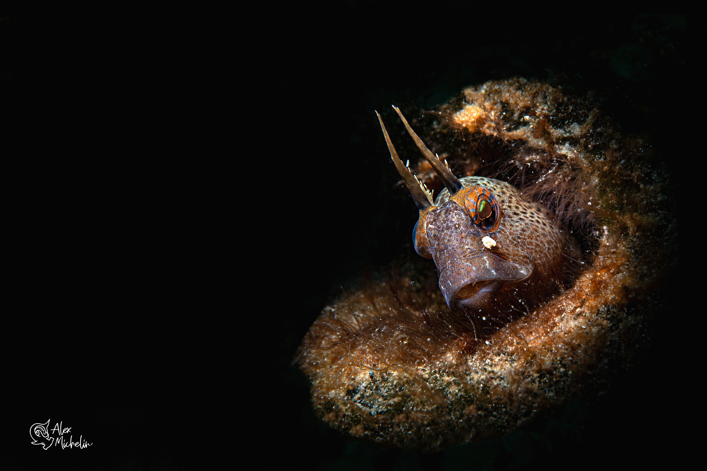 bavosa cornuta in tana