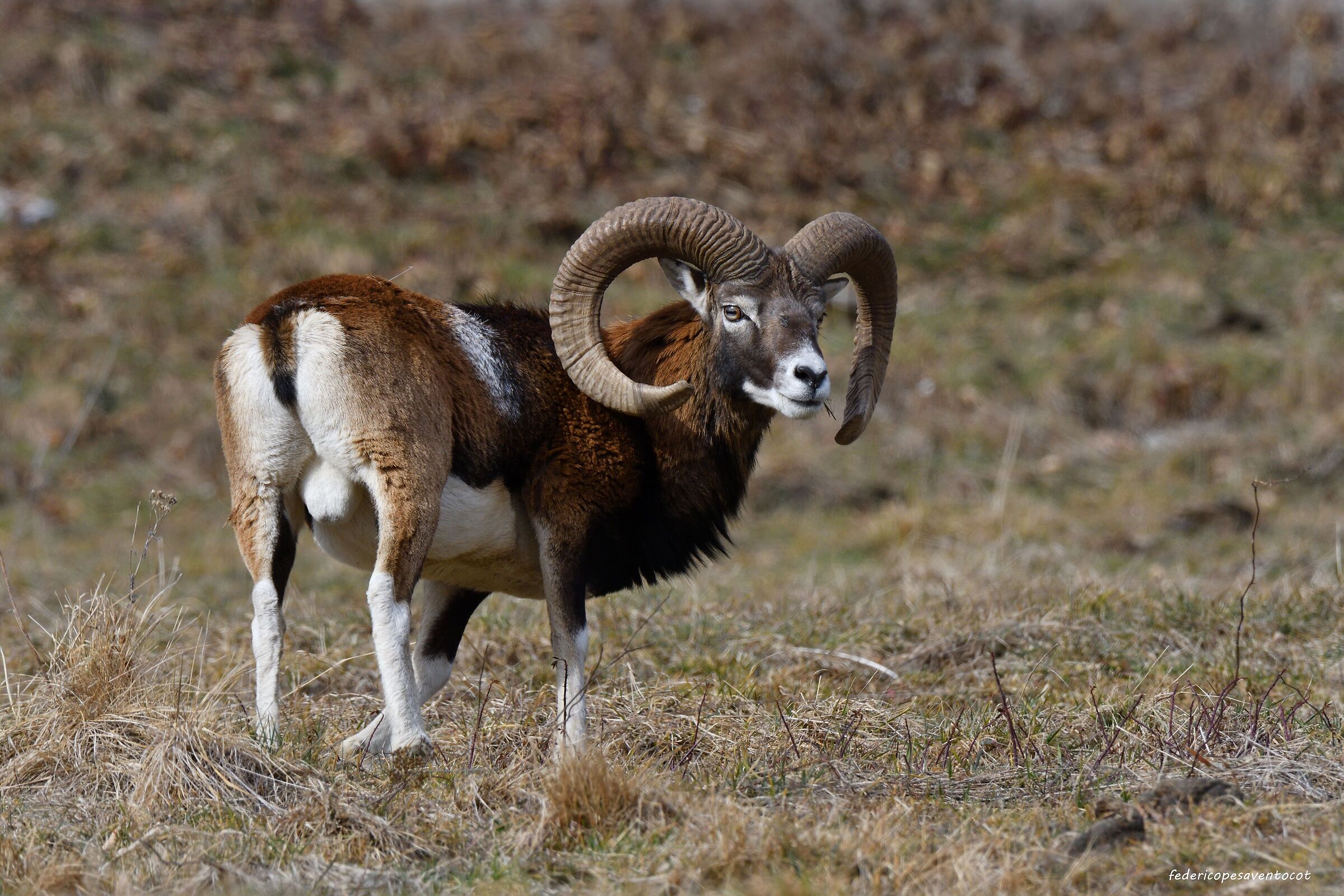 Muflone maschio