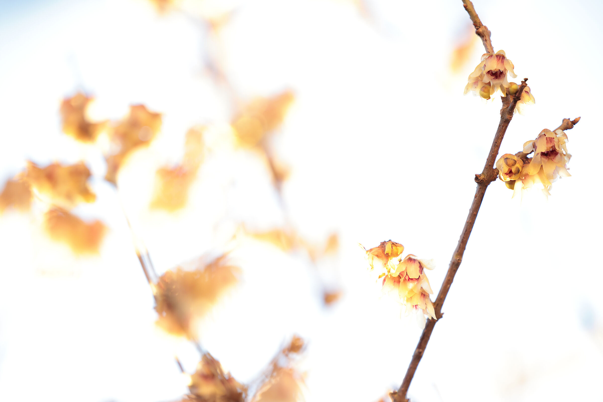 fiori d'inverno