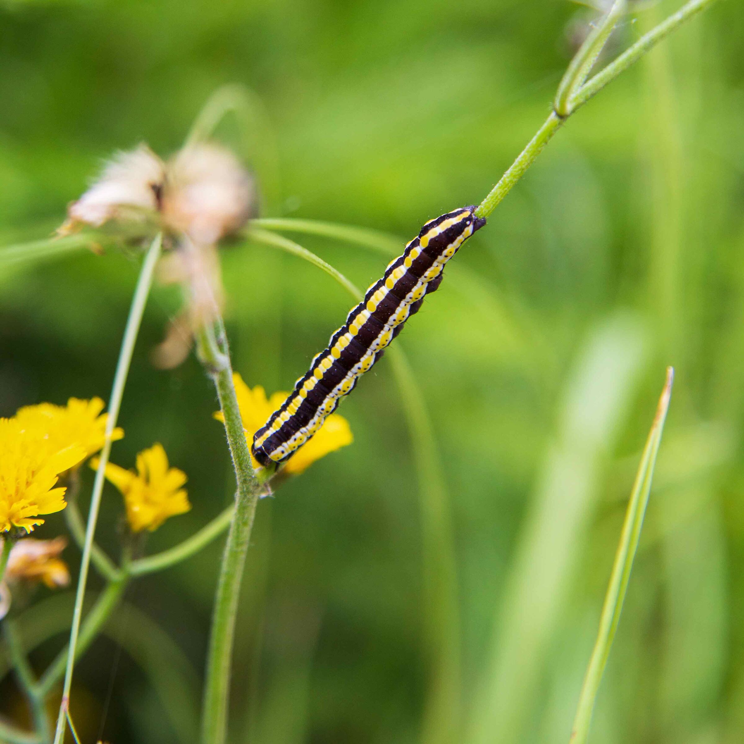 Caterpillar of Cucullia Lucifuga