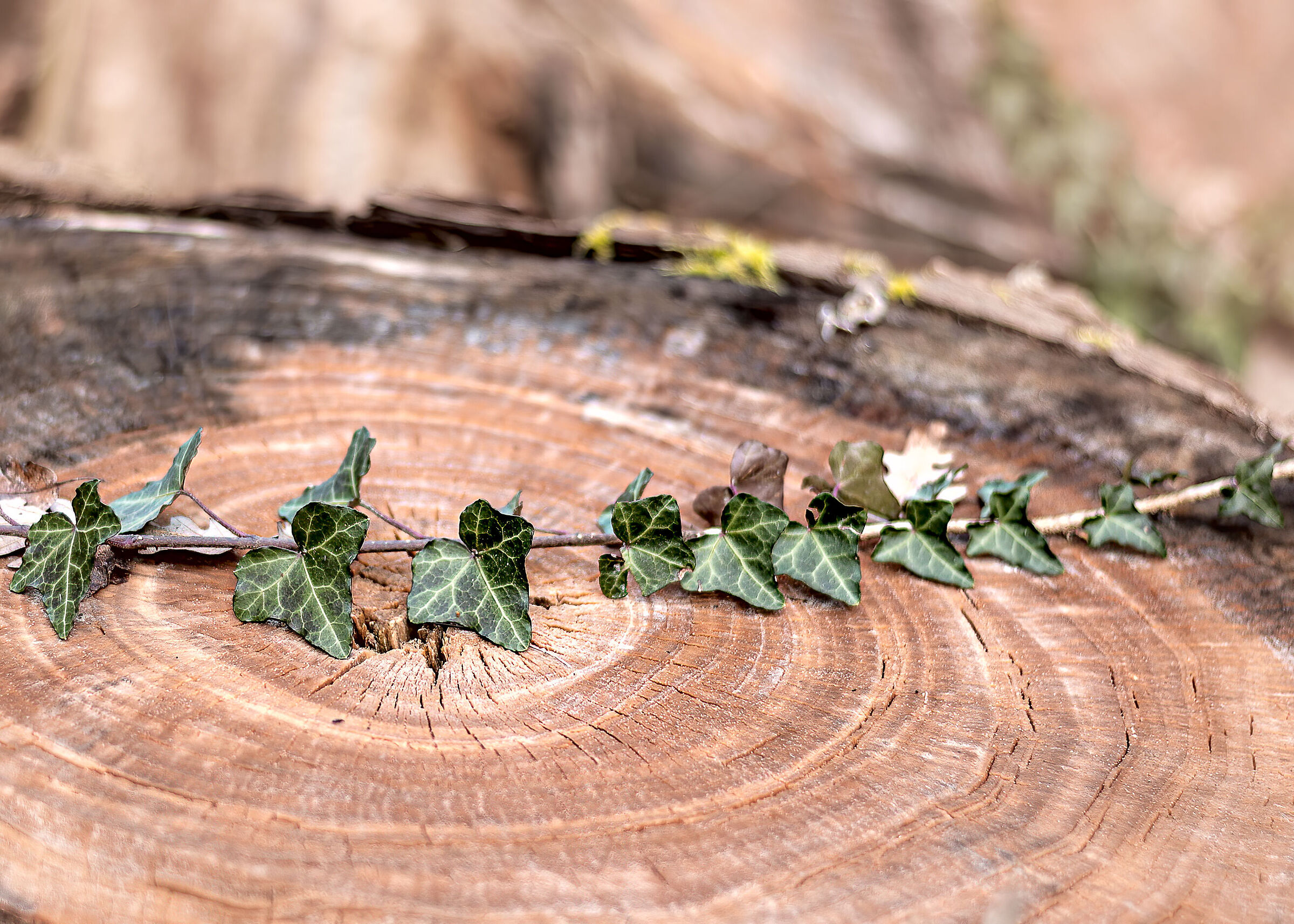 nei boschi nei dintorni