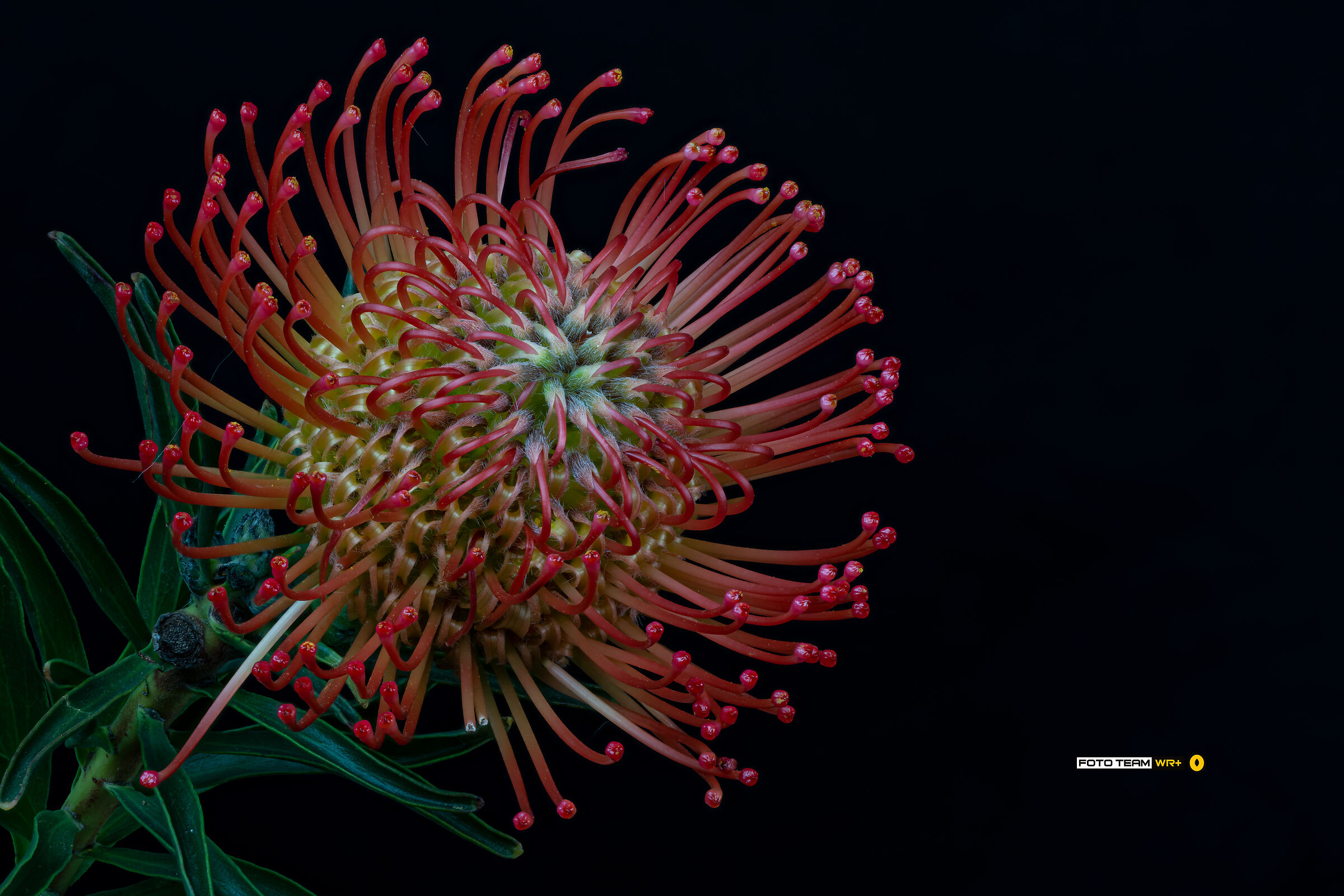 Leucospermum