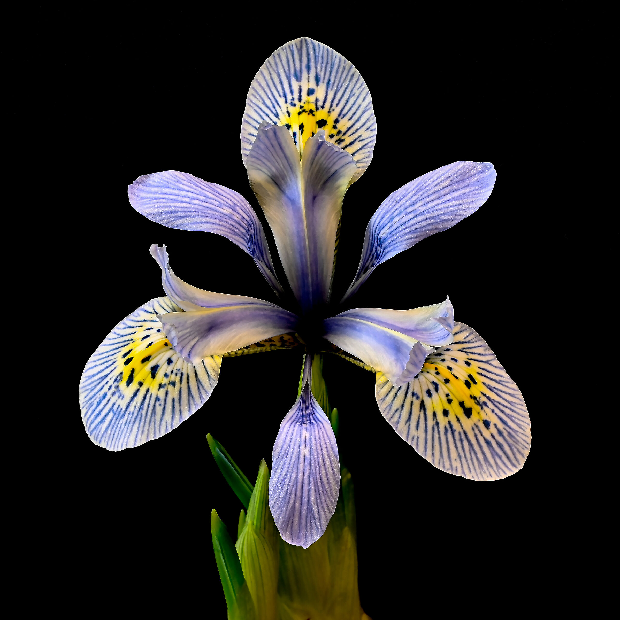 Iris