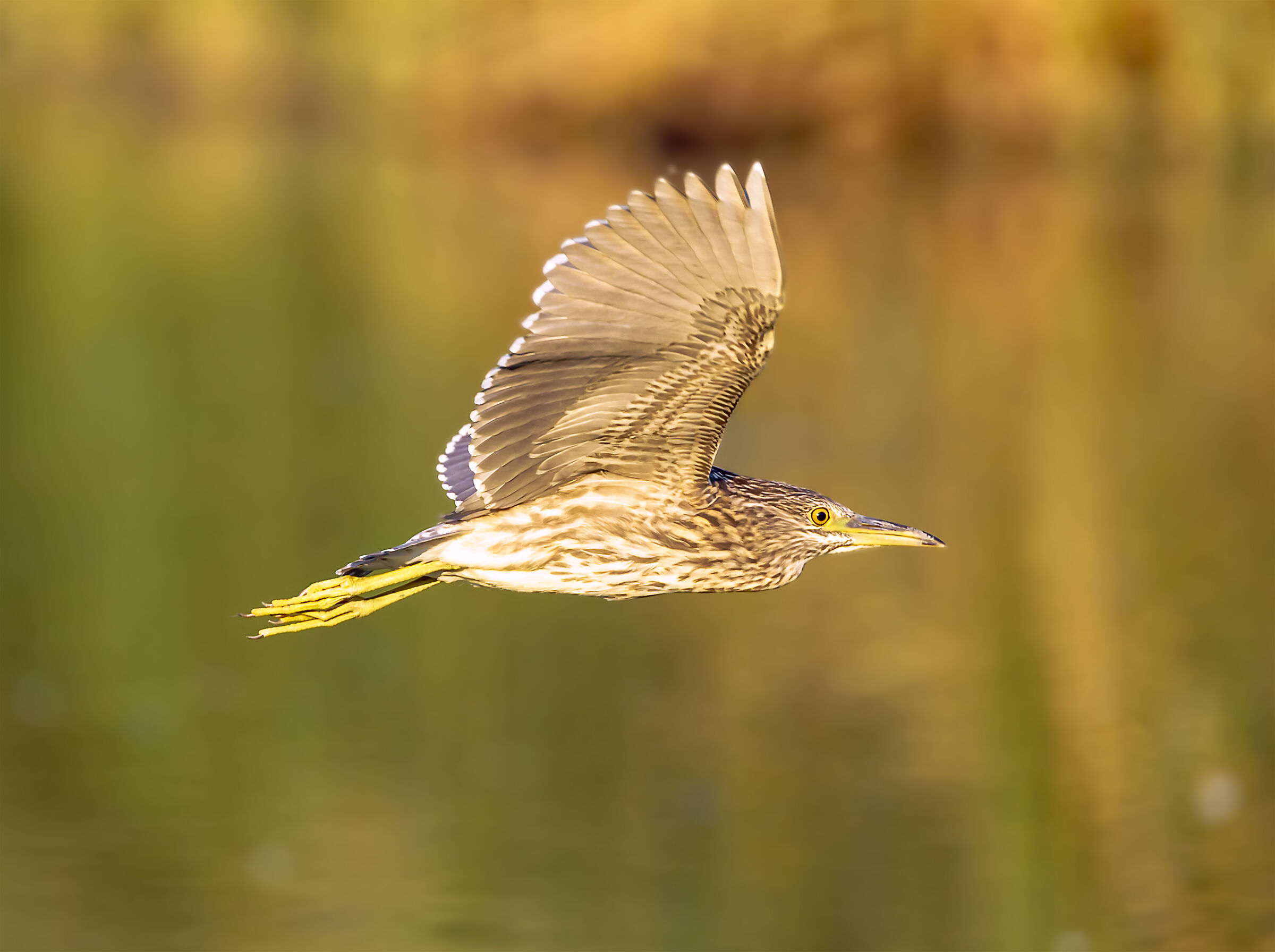 Nitticora Municipality