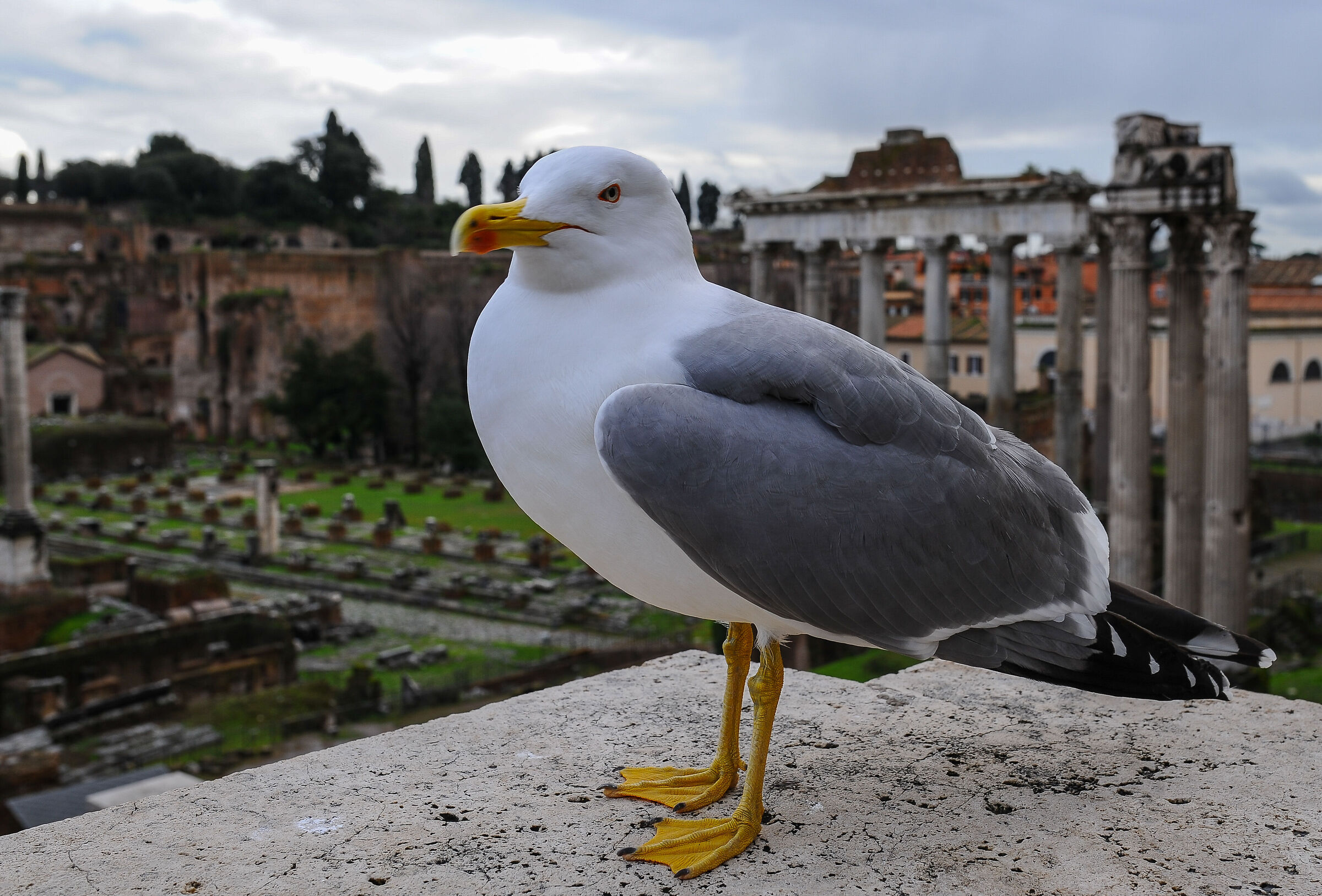 Il guardiano del Foro
