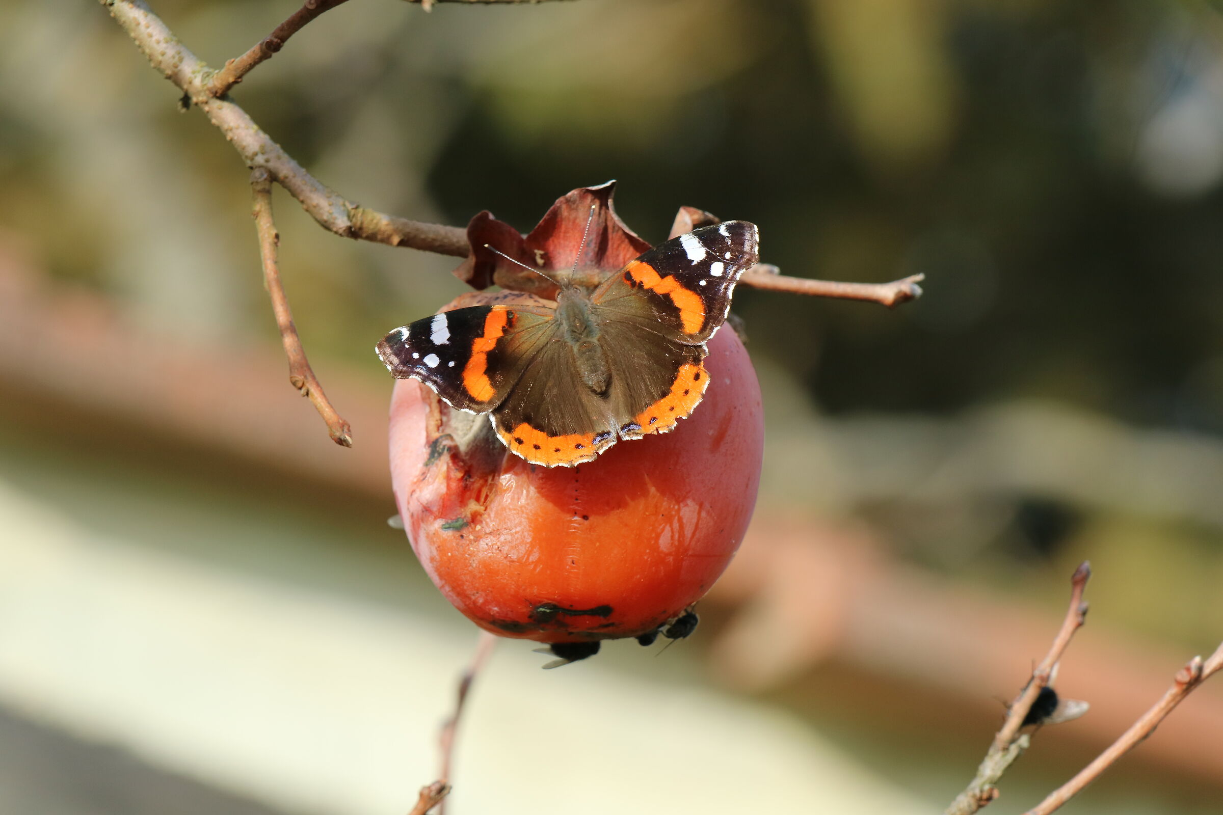 Sono tornate le farfalle