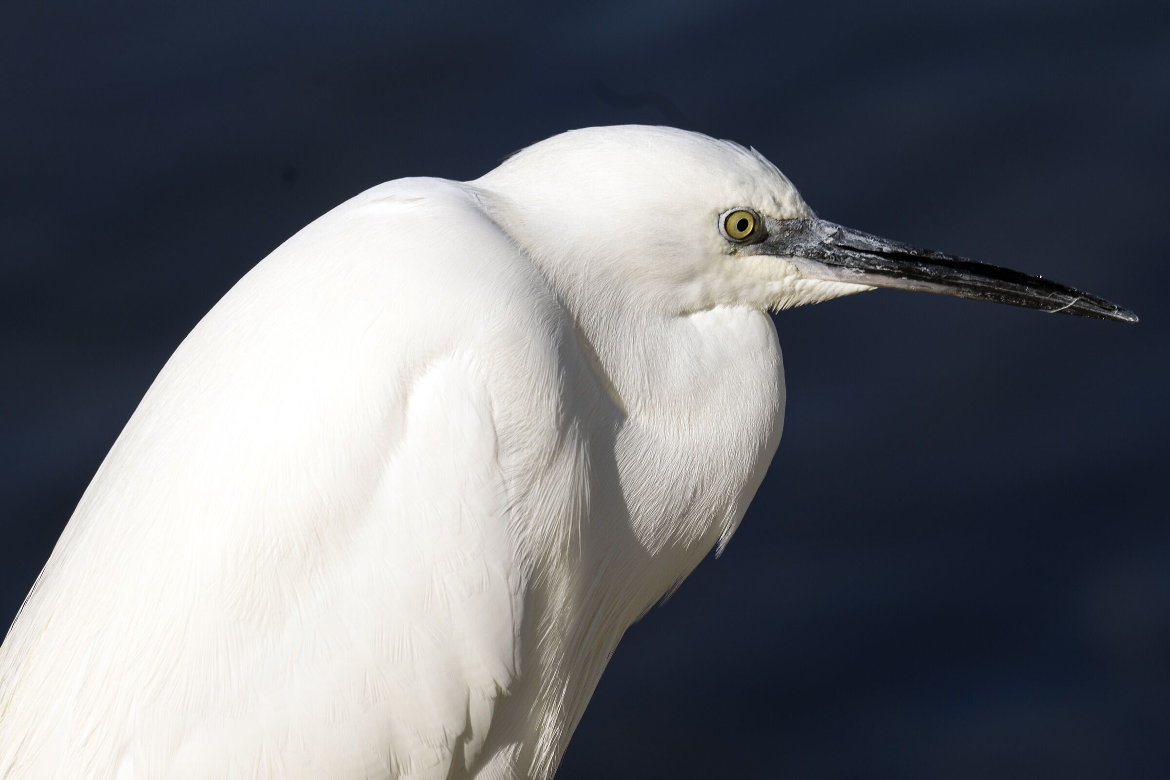 Egretta Garzetta