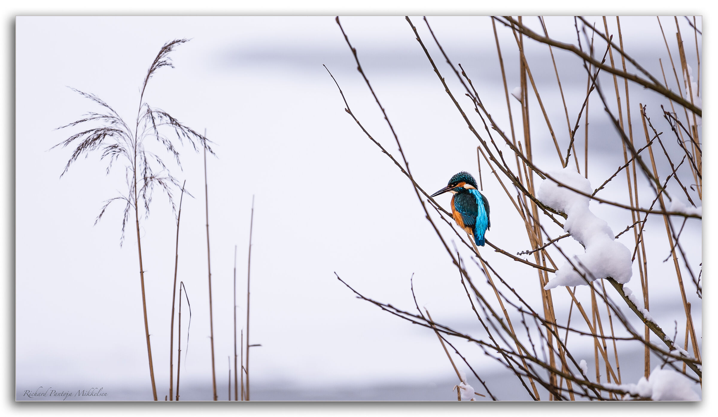 The kingfisher at the lake