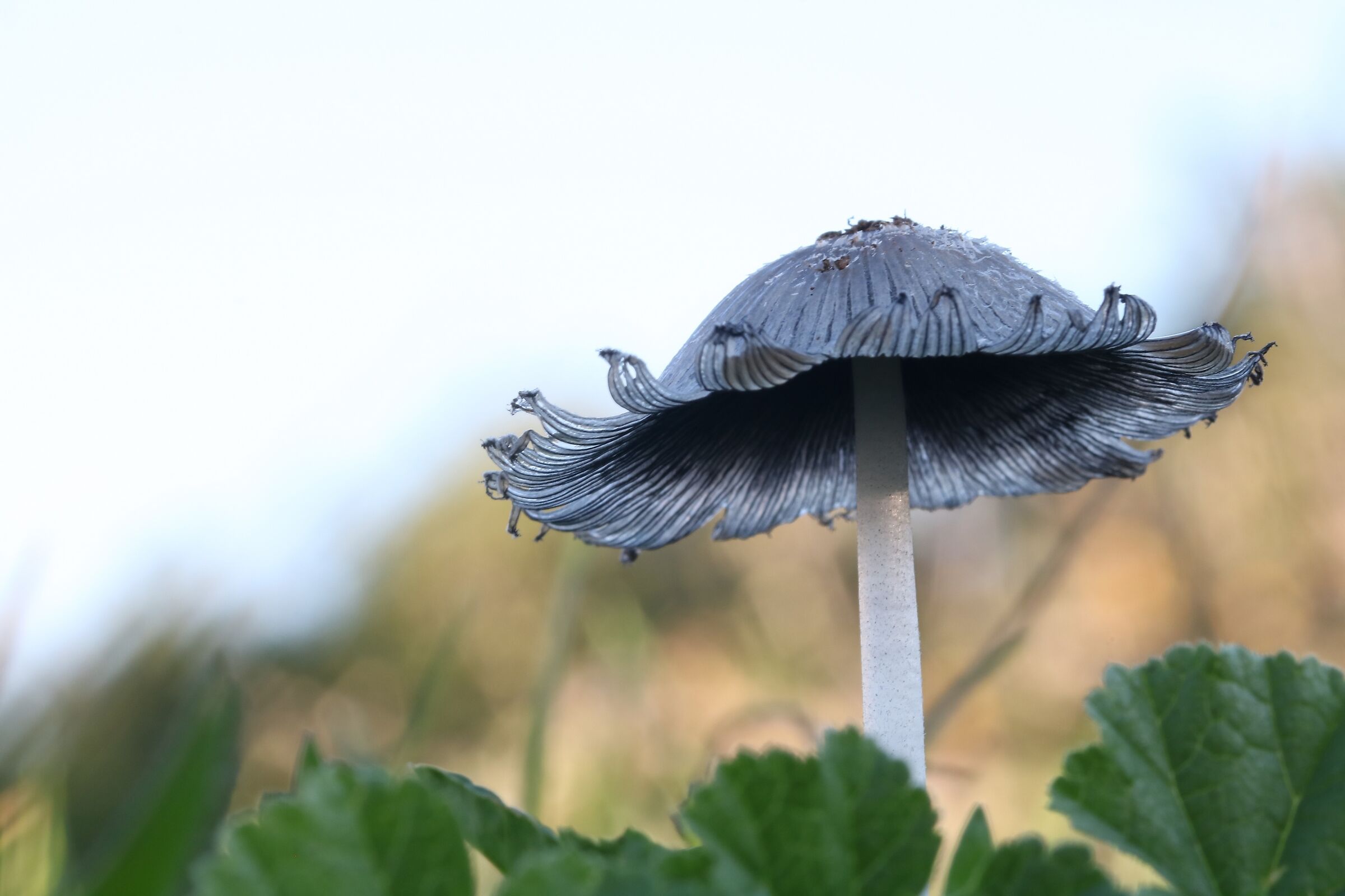 Come un fiore al rovescio