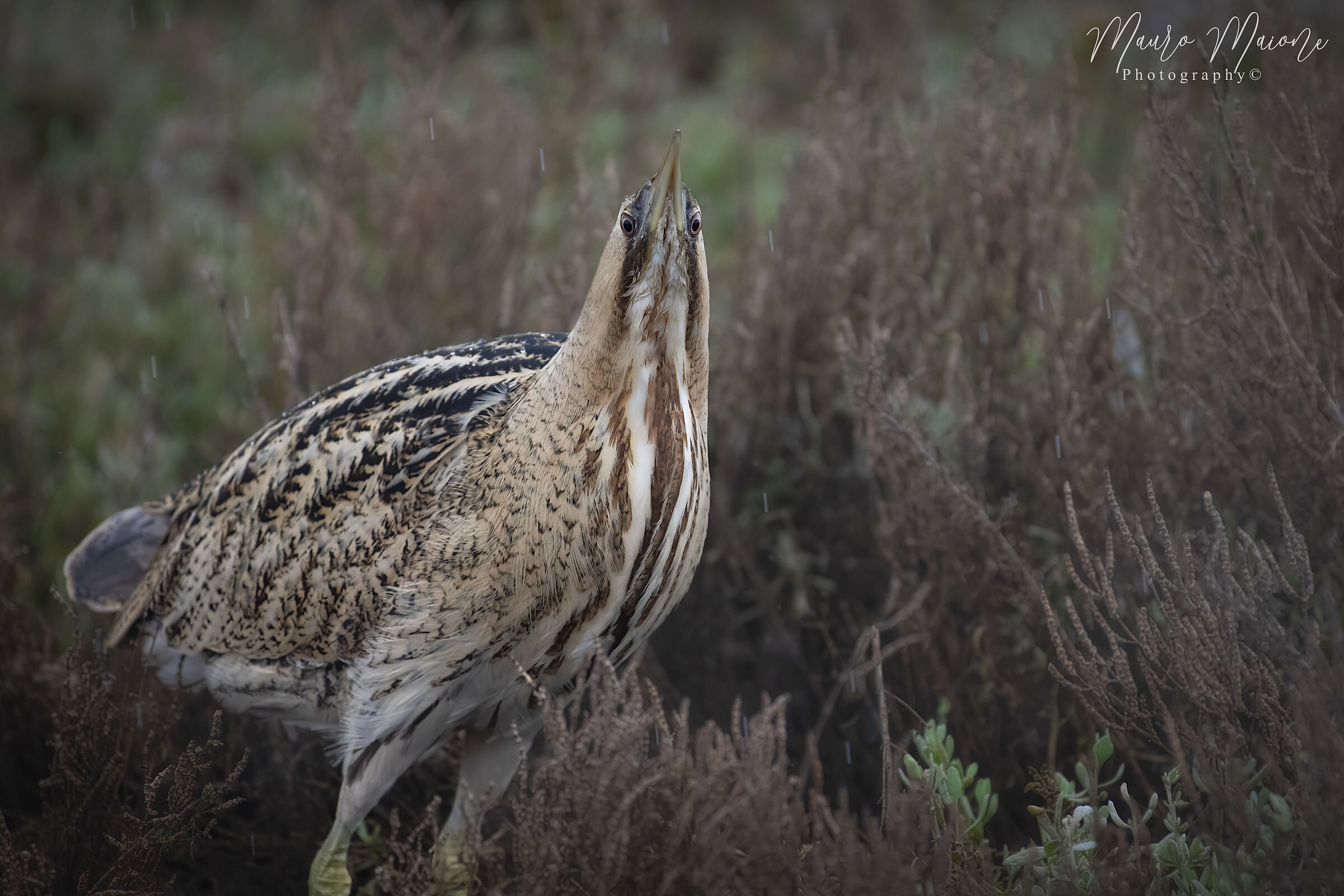 lo strabismo di venere