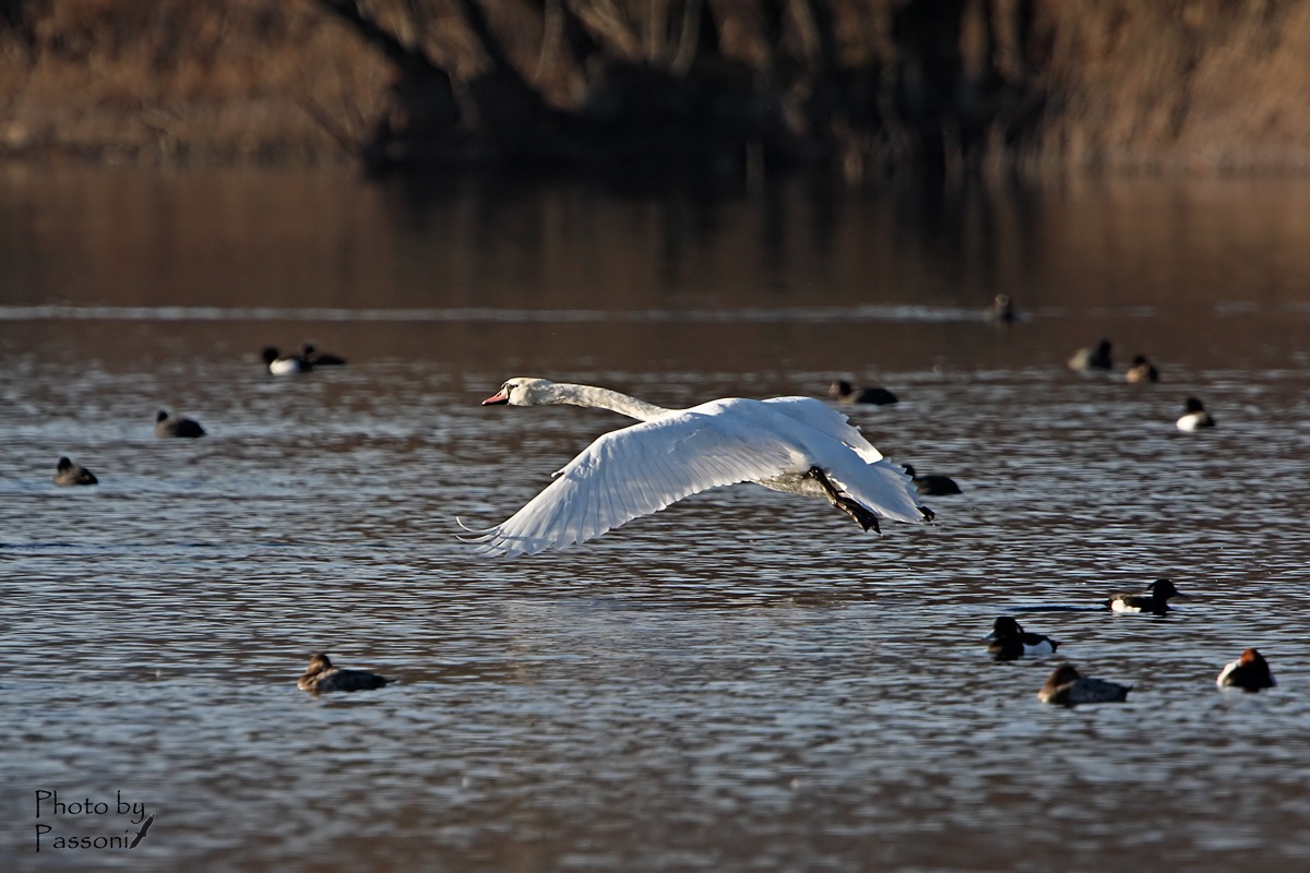 Volo radente su migratori!