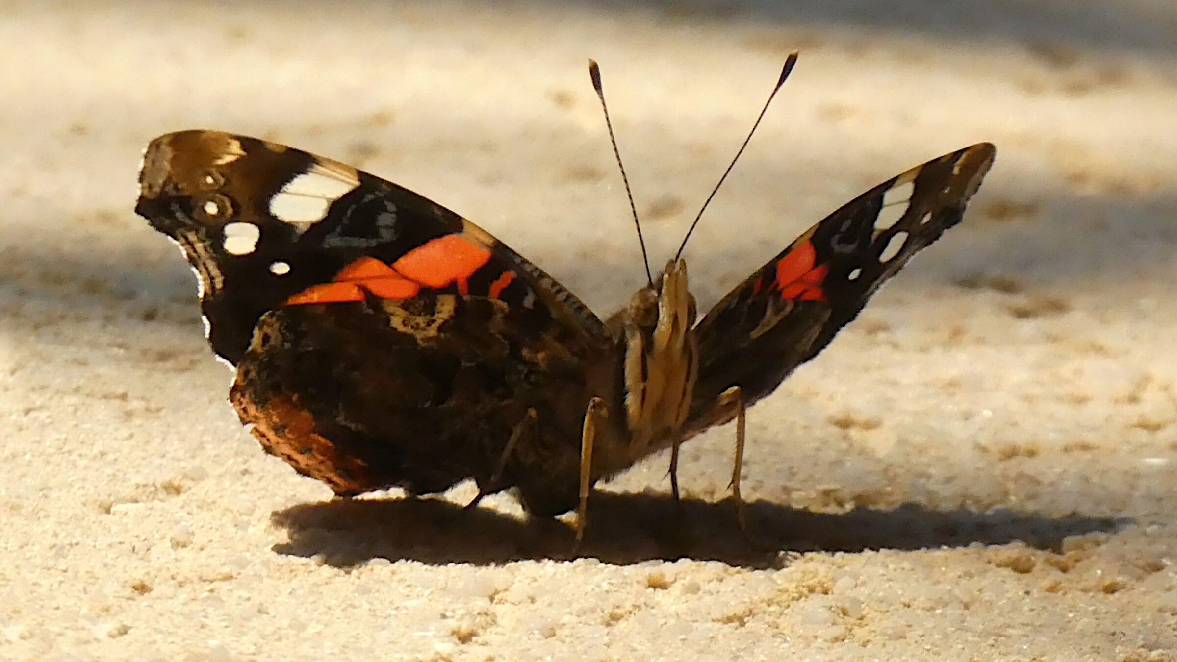Vanessa Atalanta
