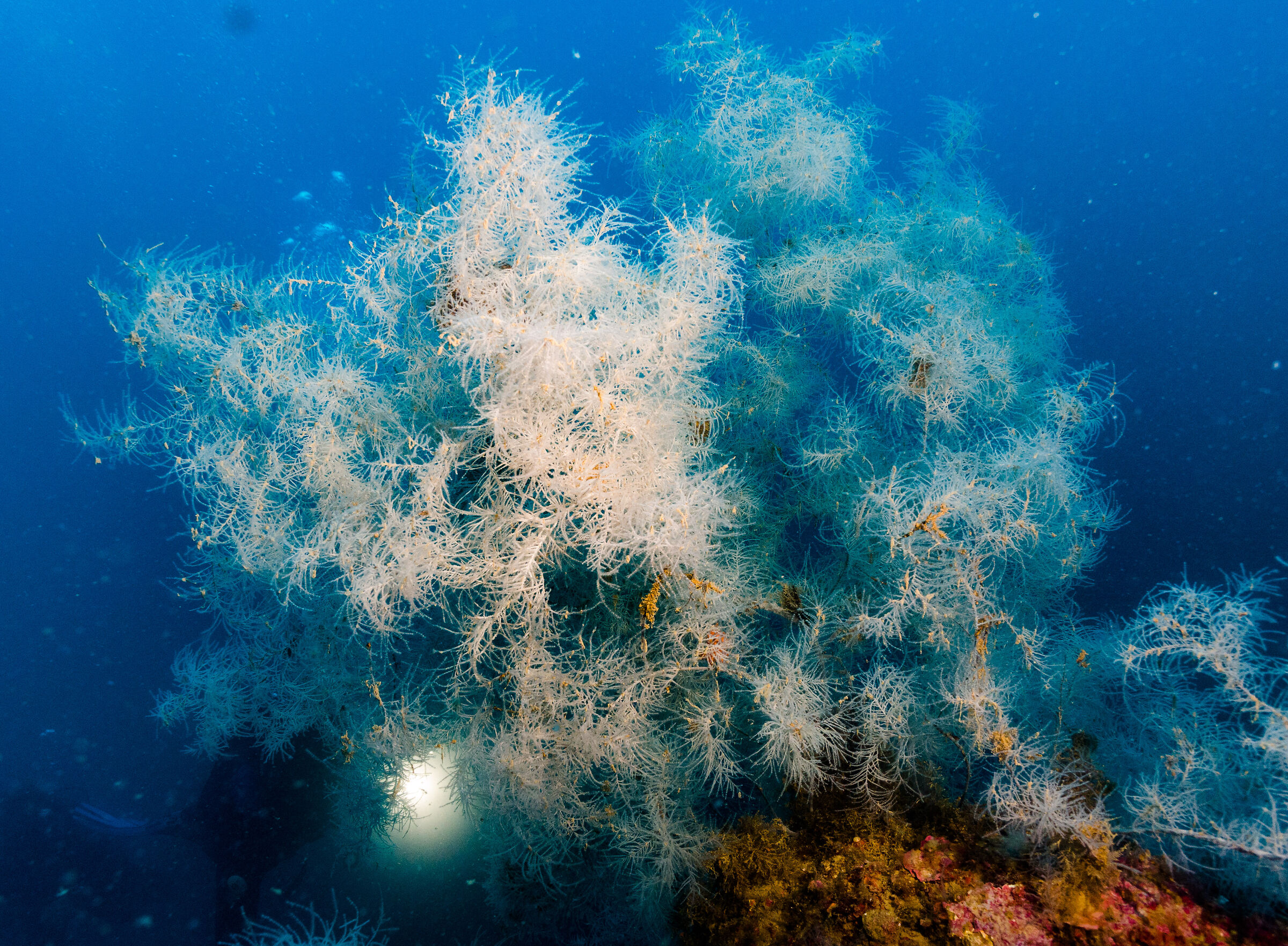 Antipathella subpinnata (corallo nero) 2