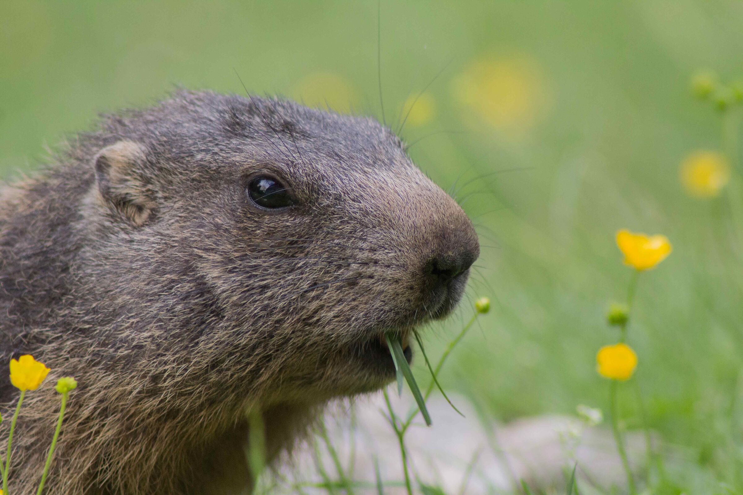 marmot close-up