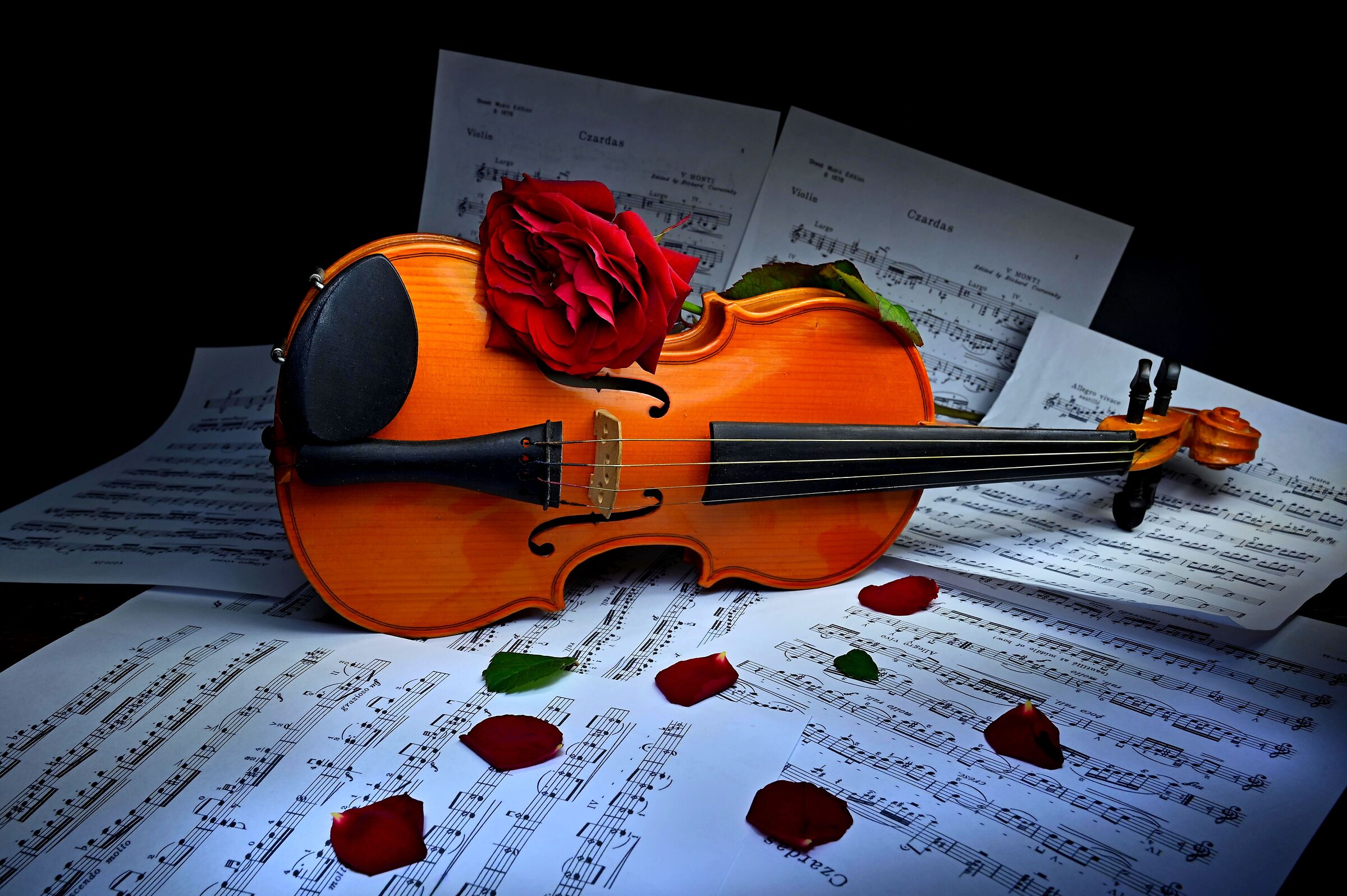 La rosa e il violino