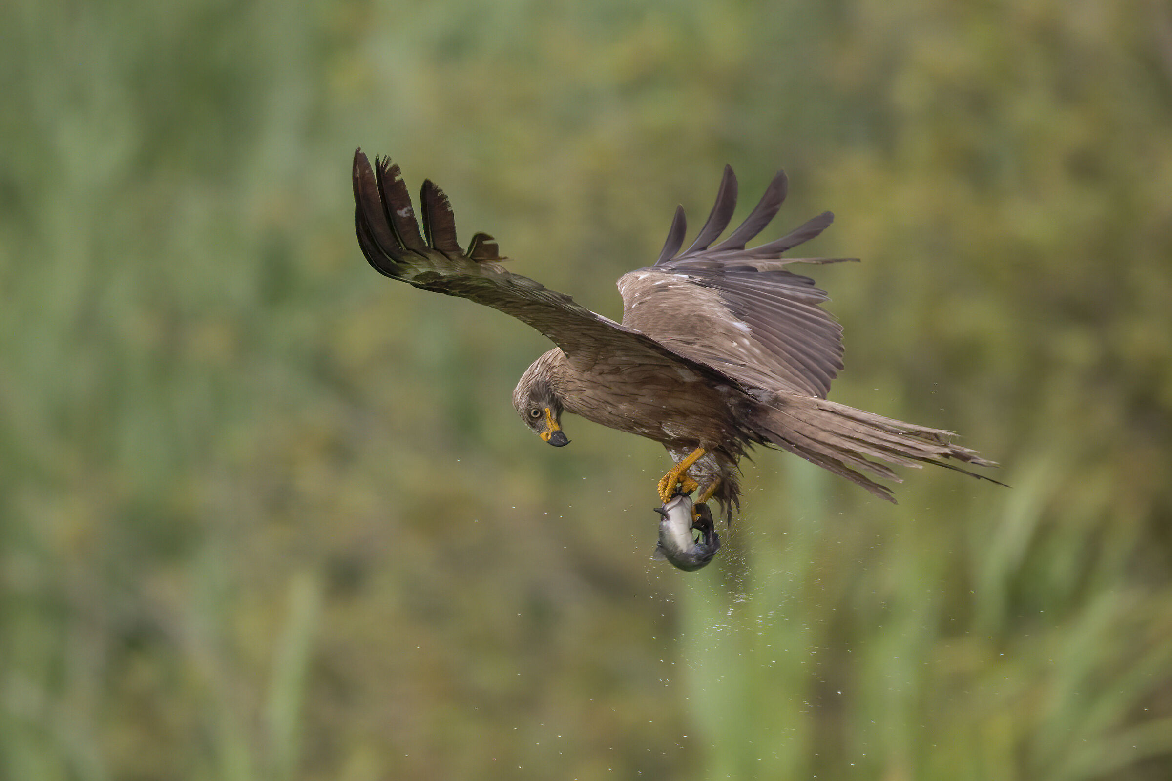 nibbio con pesce gatto