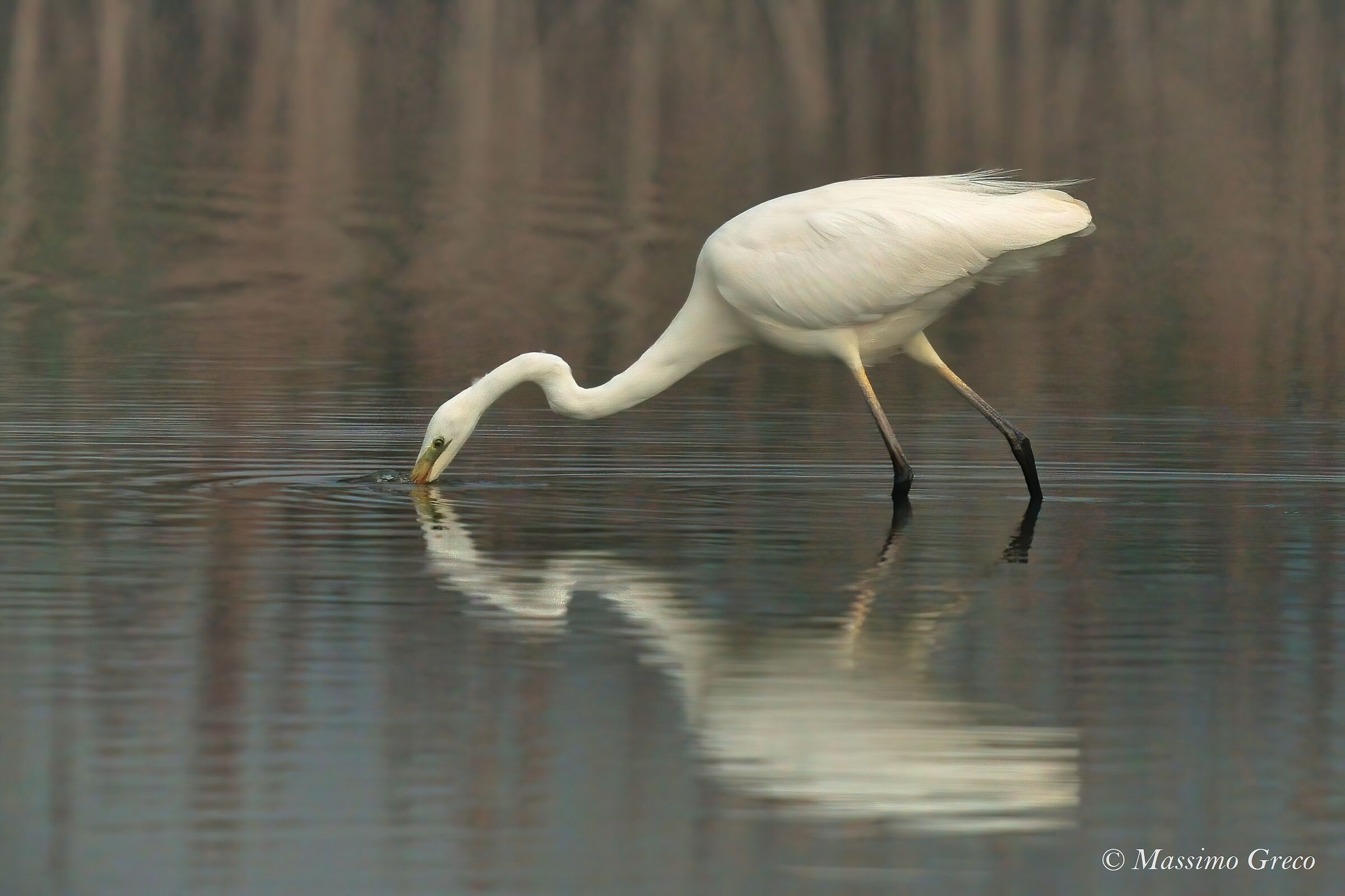 Airone bianco nella nebbia mattutina