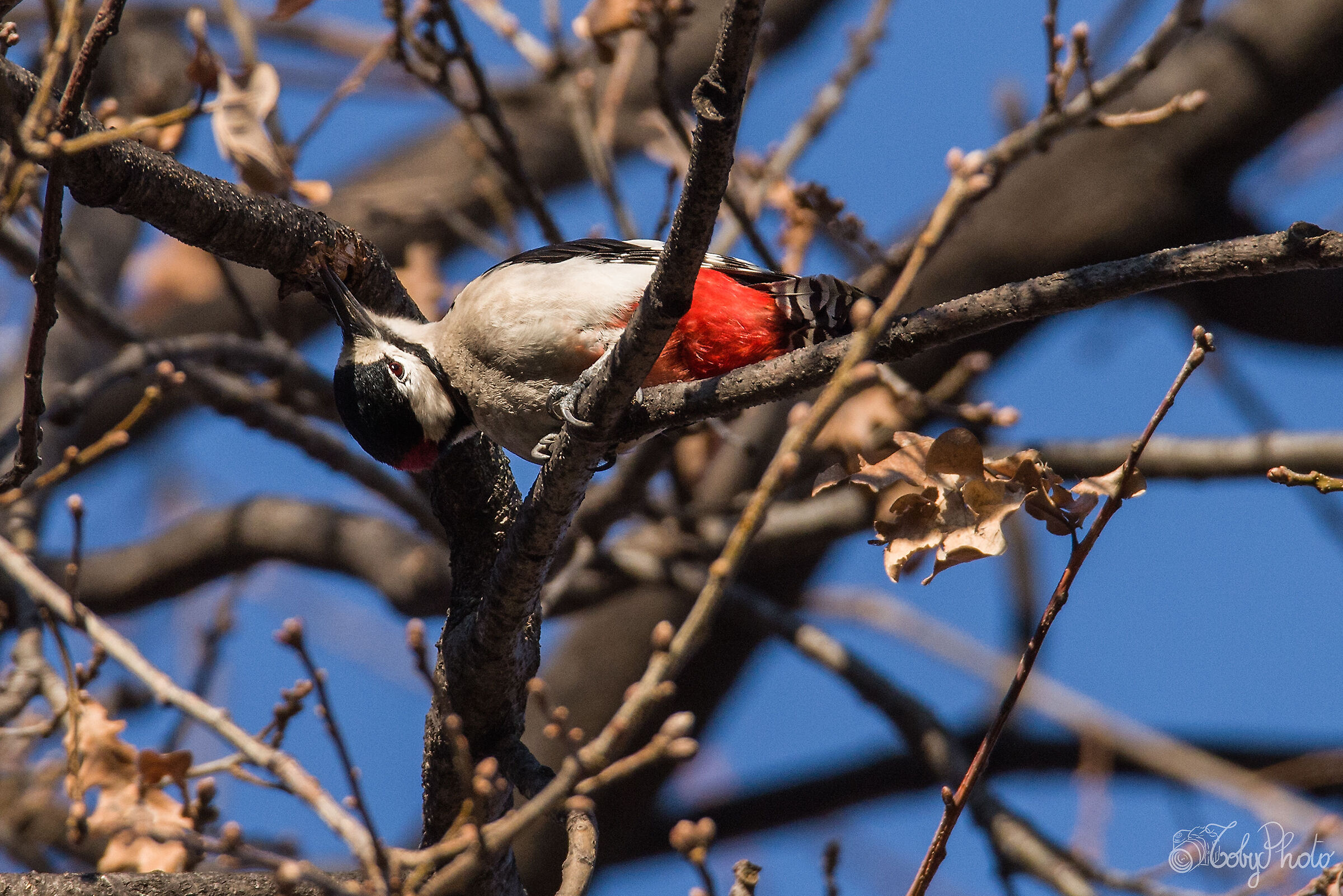 Greater red woodpecker