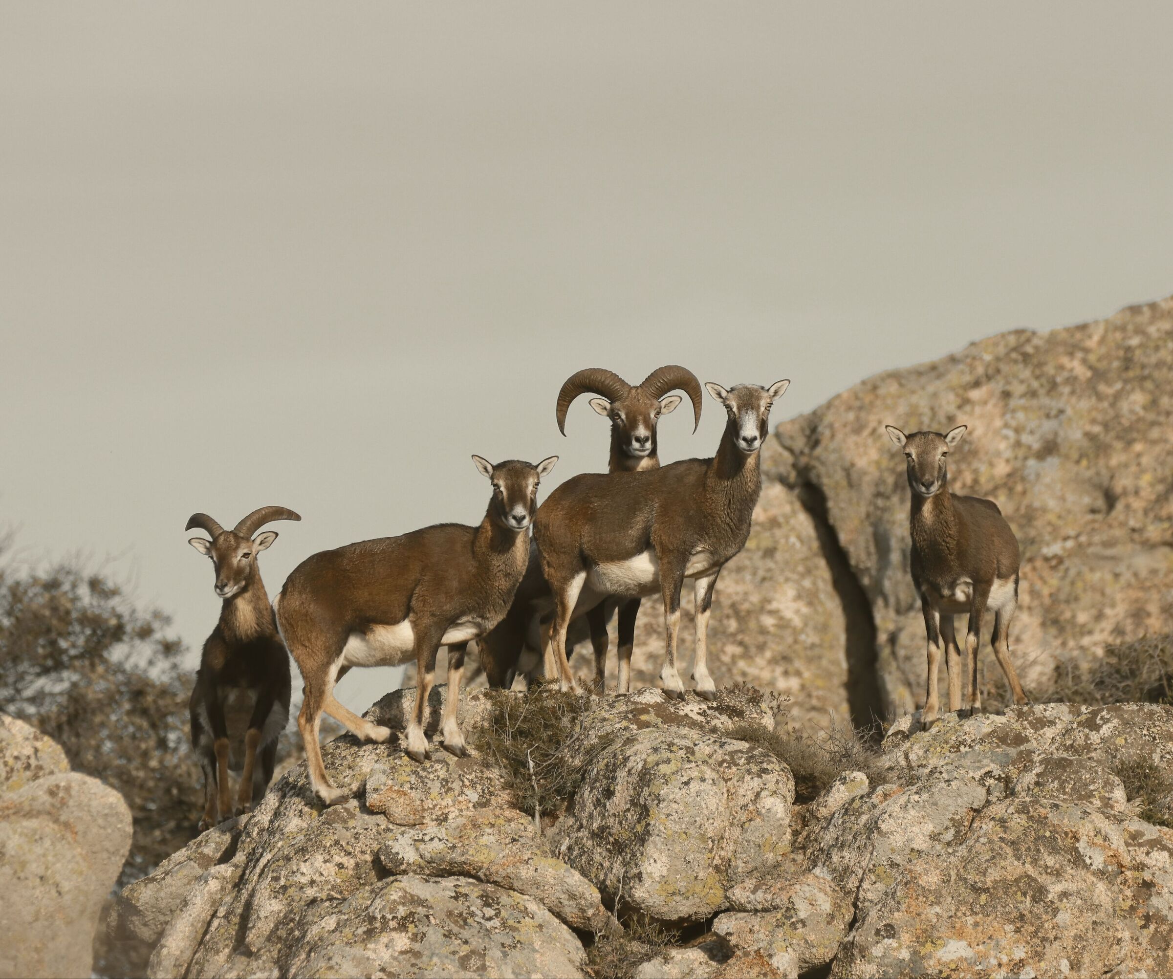 Mufle e mufloni, foto di gruppo (Sardegna).
