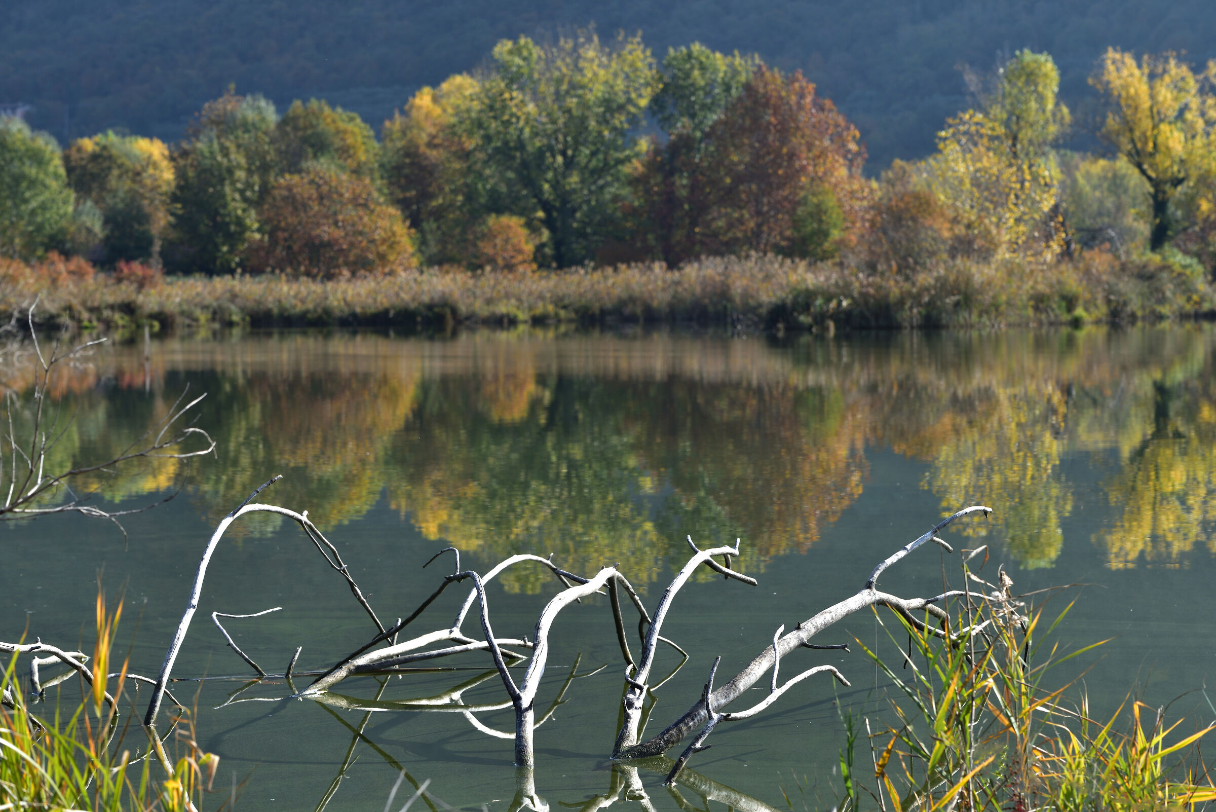 Torbiera del Sebino-un ambiente per tutte le stagioni