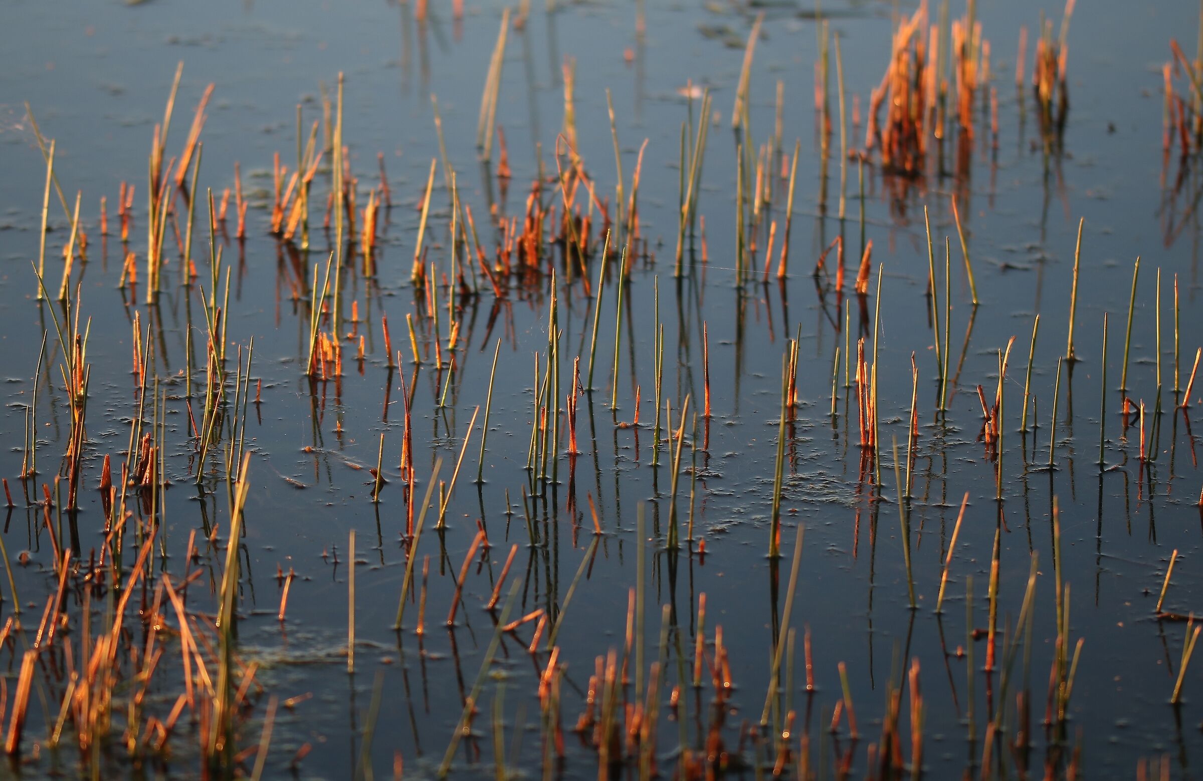 La luce dell'alba sui Giunchi