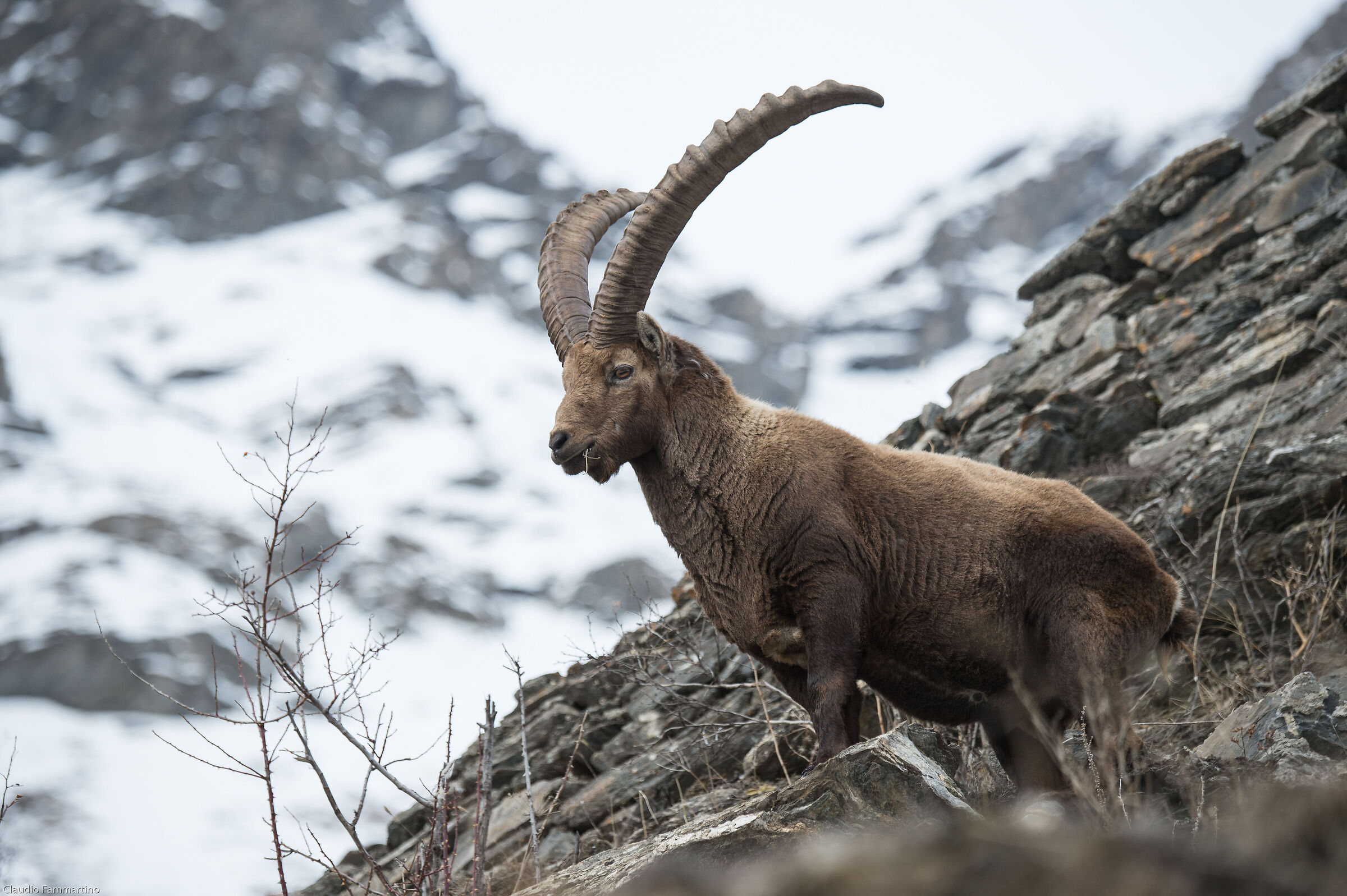 Proud look of the King
