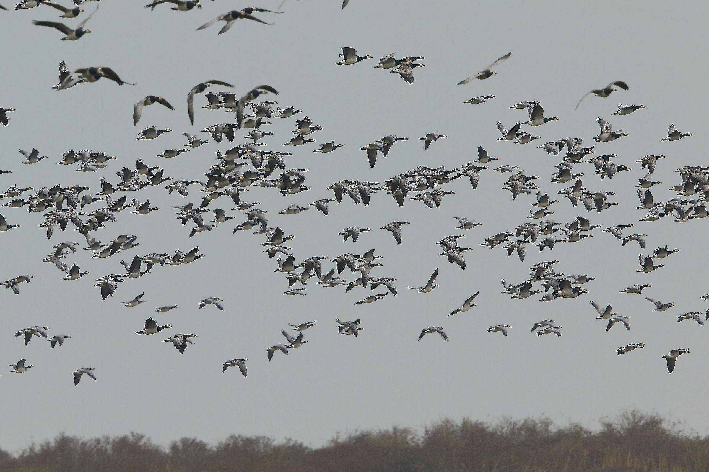 The Flock of White Faces