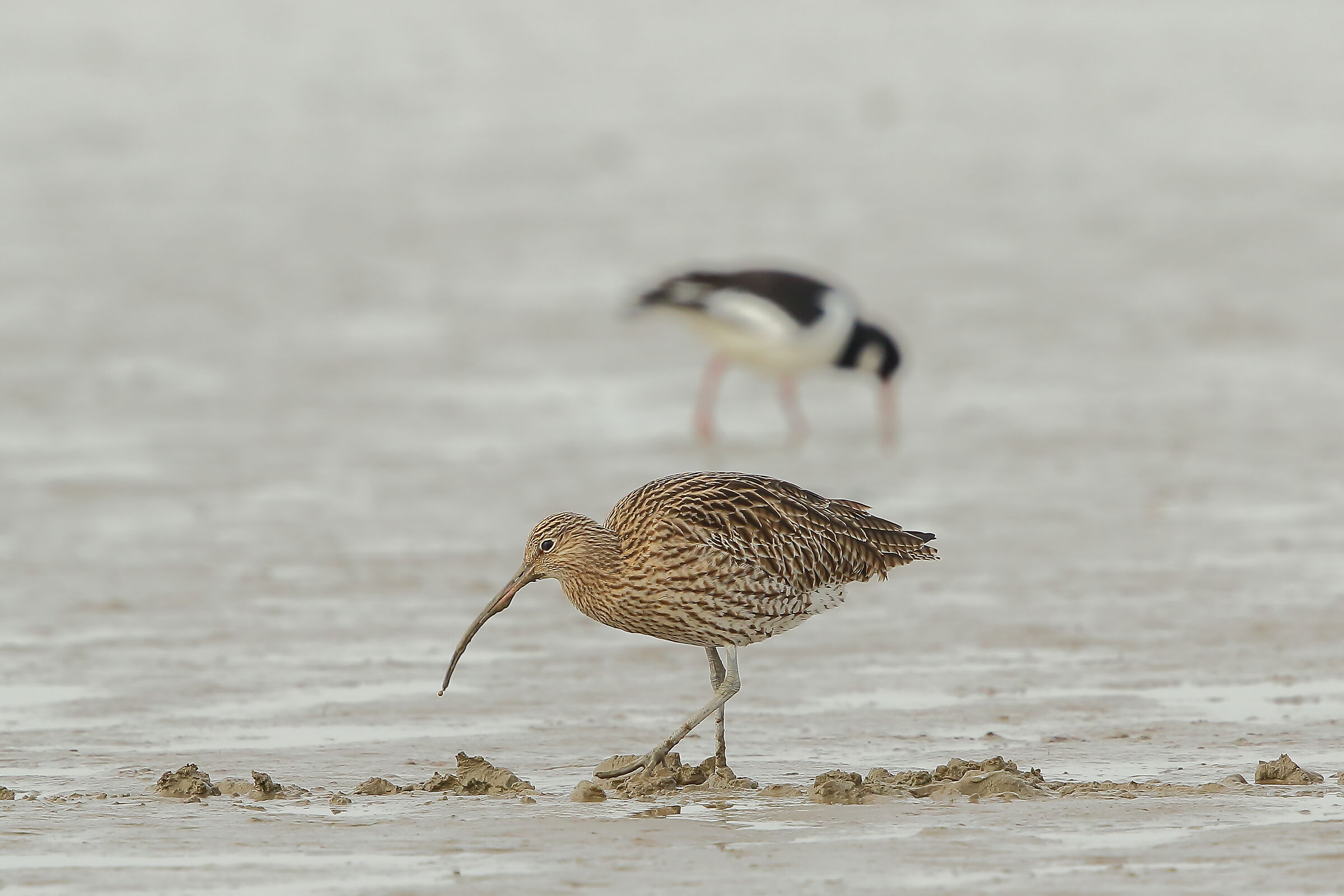 The Chiurlo and the Peck