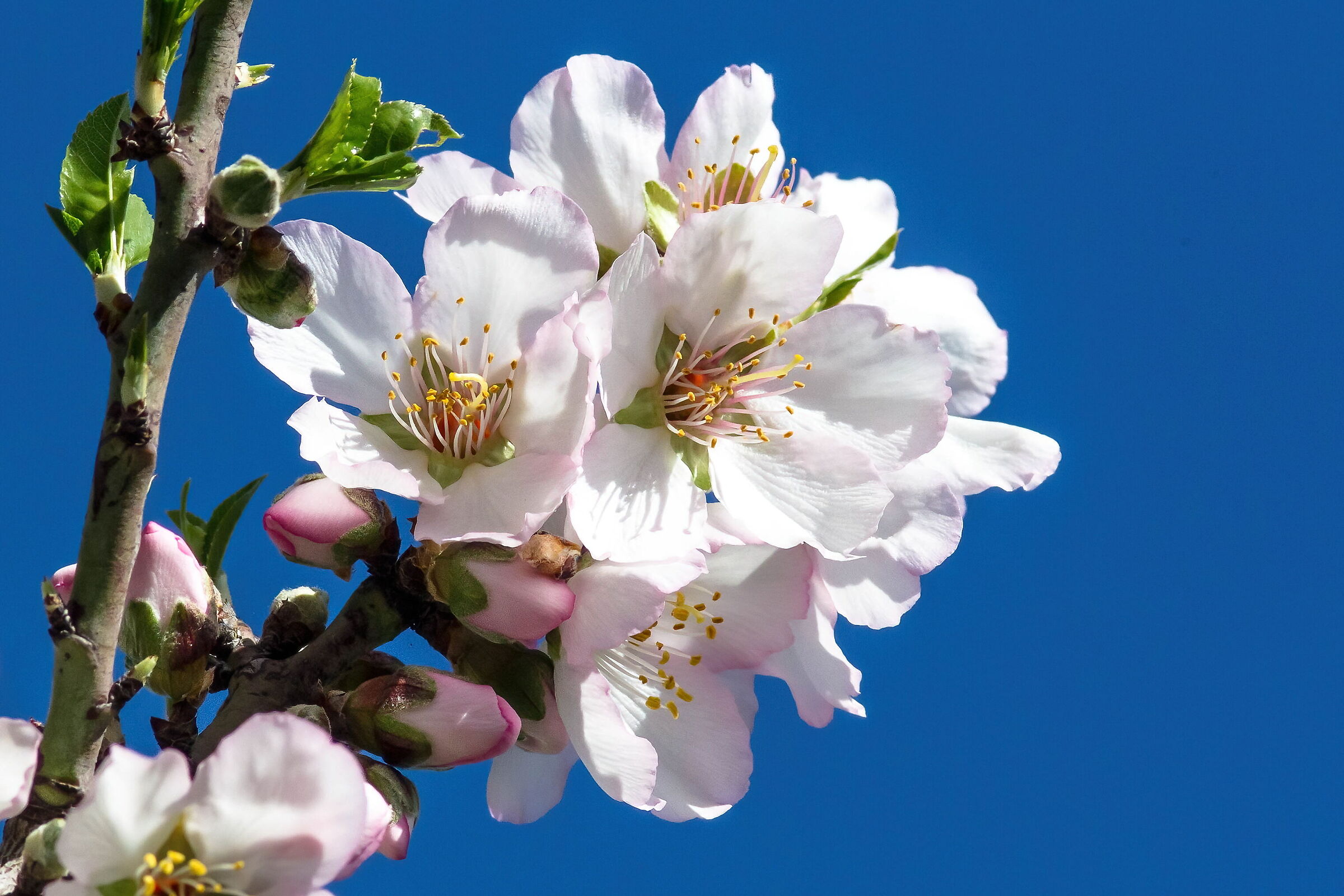 The mandorli are back in bloom