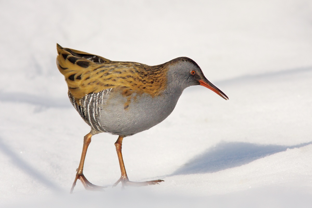 The water rail snow