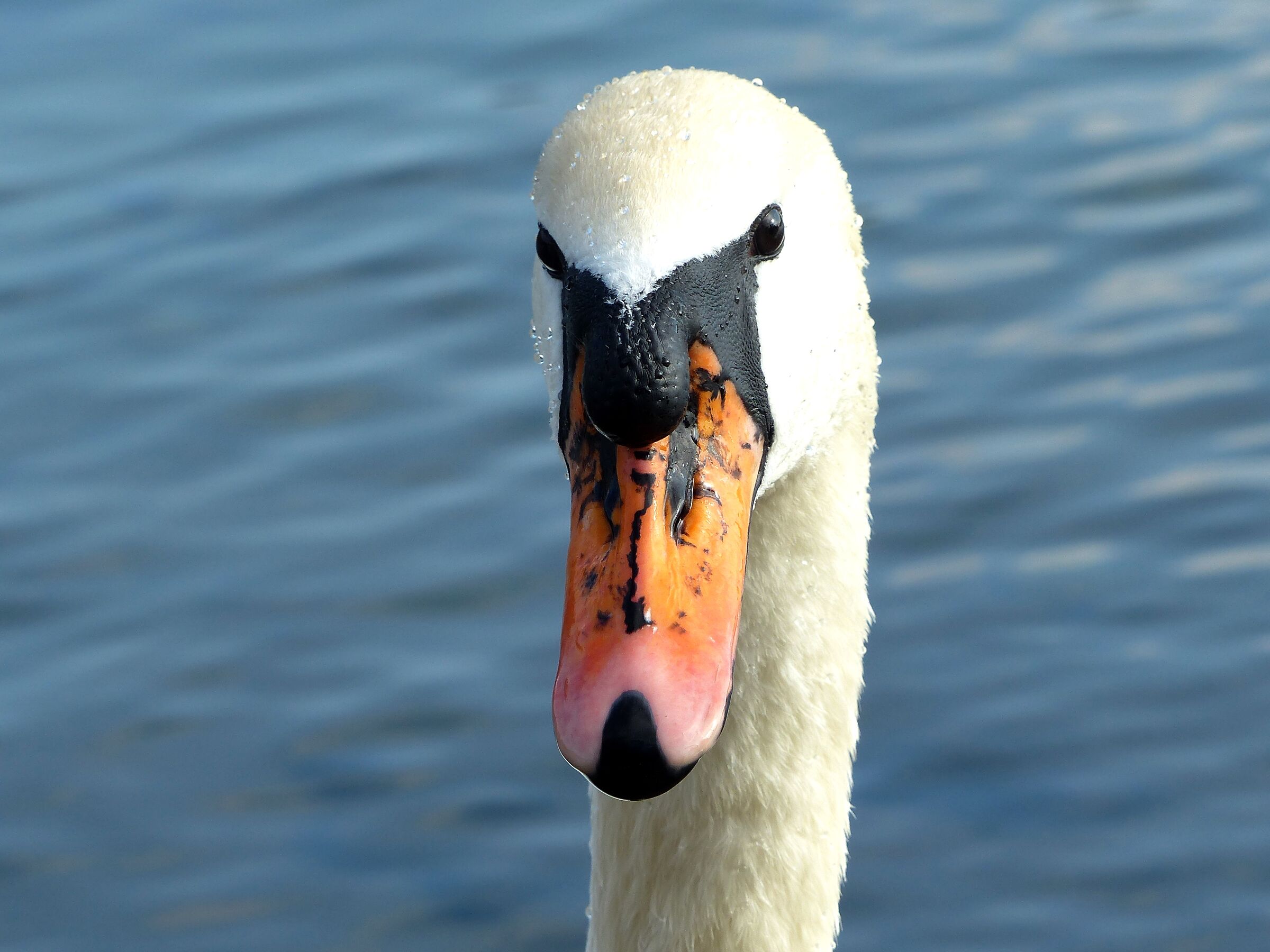 Swan