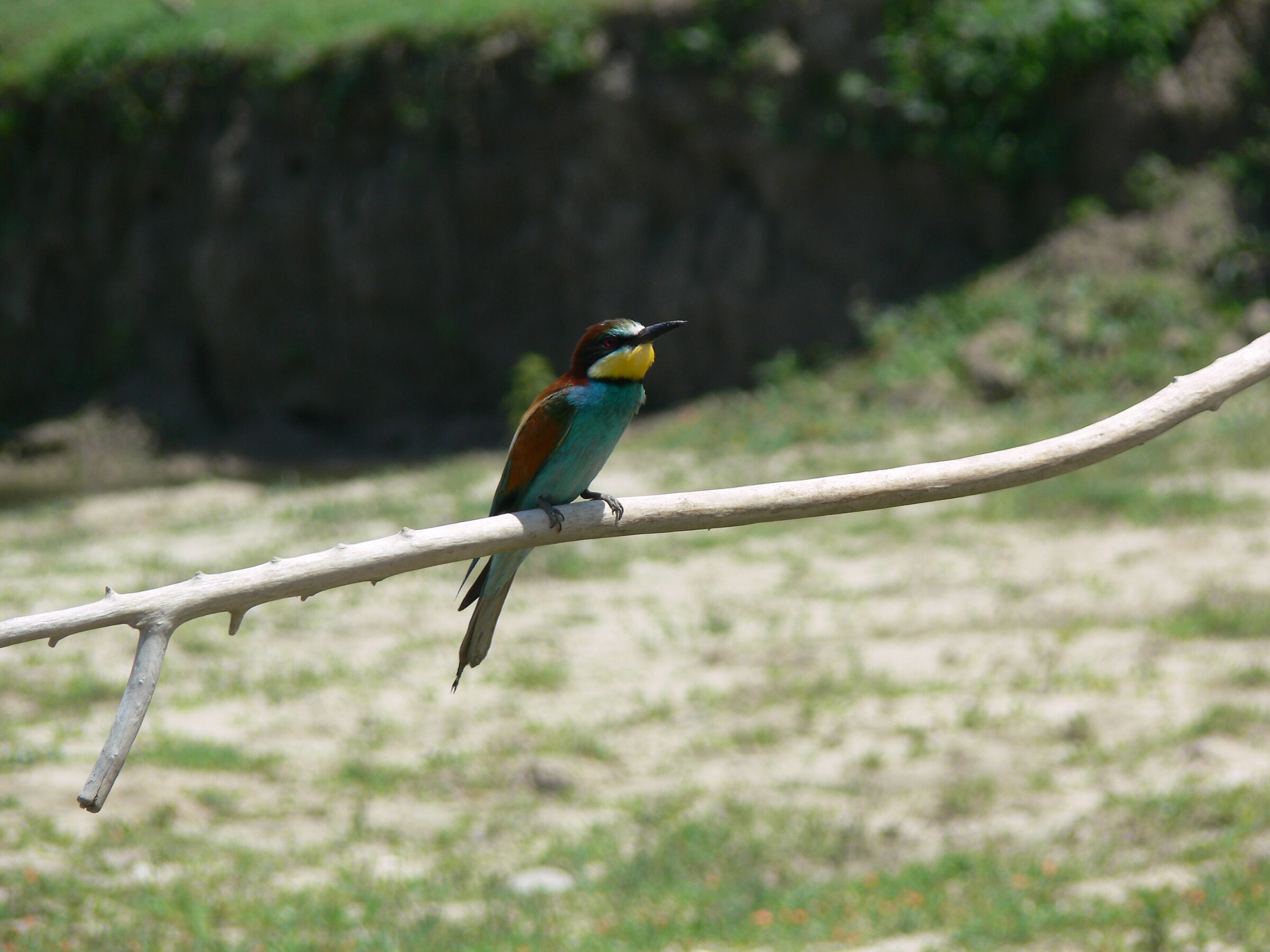 Bee-eater