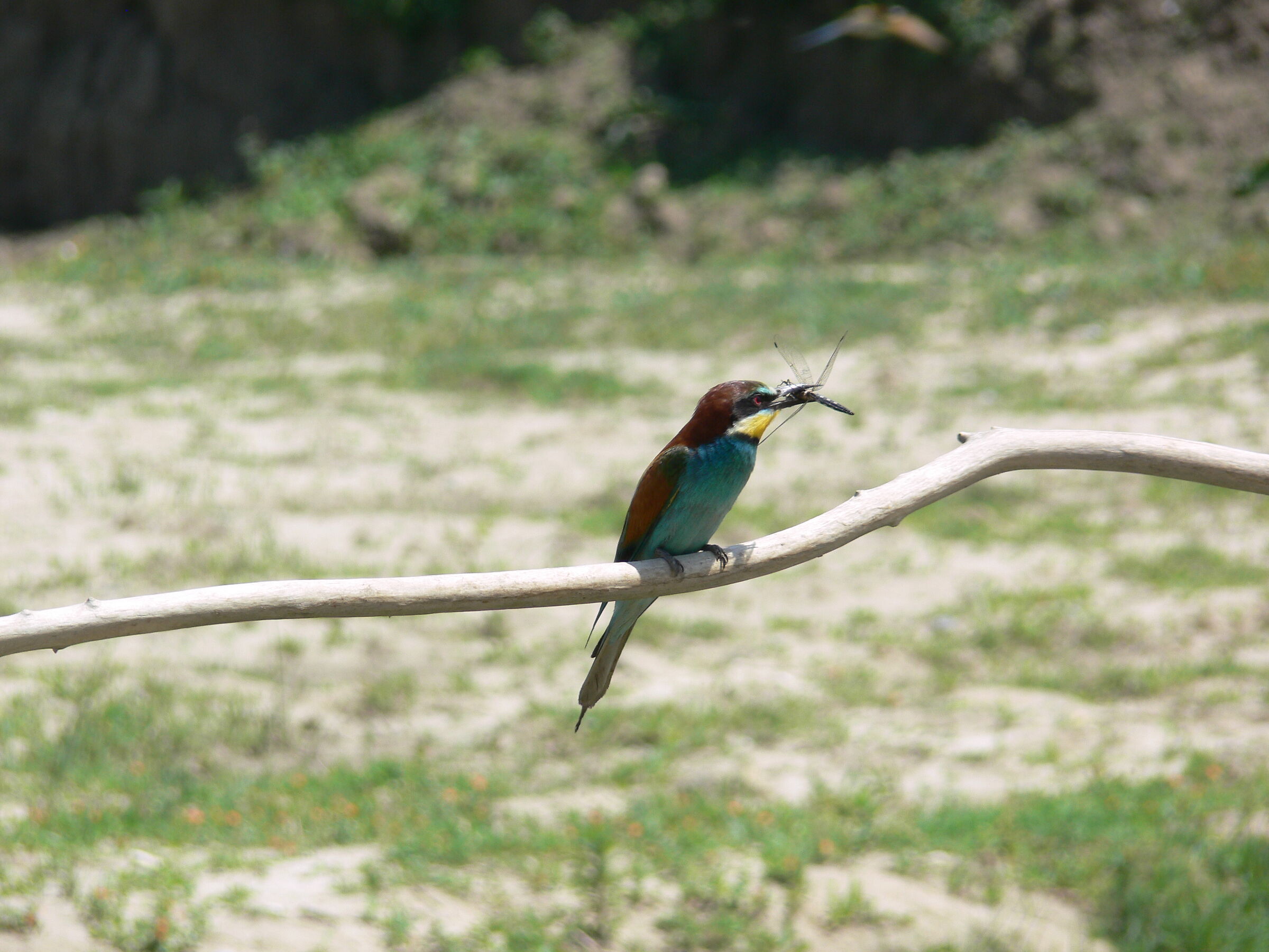 He looks like a kingfisher... but it's not