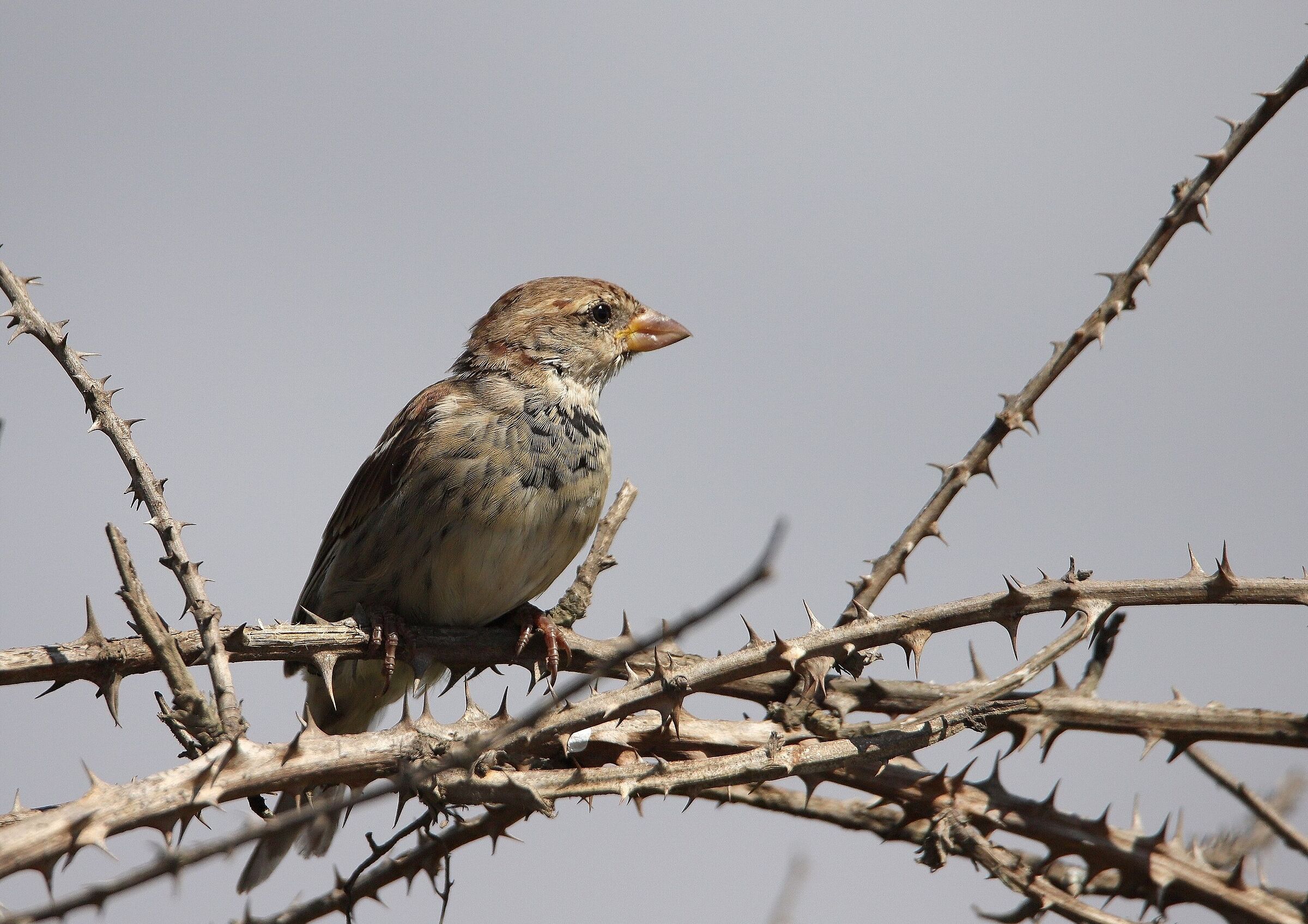 dalla Sardegna......