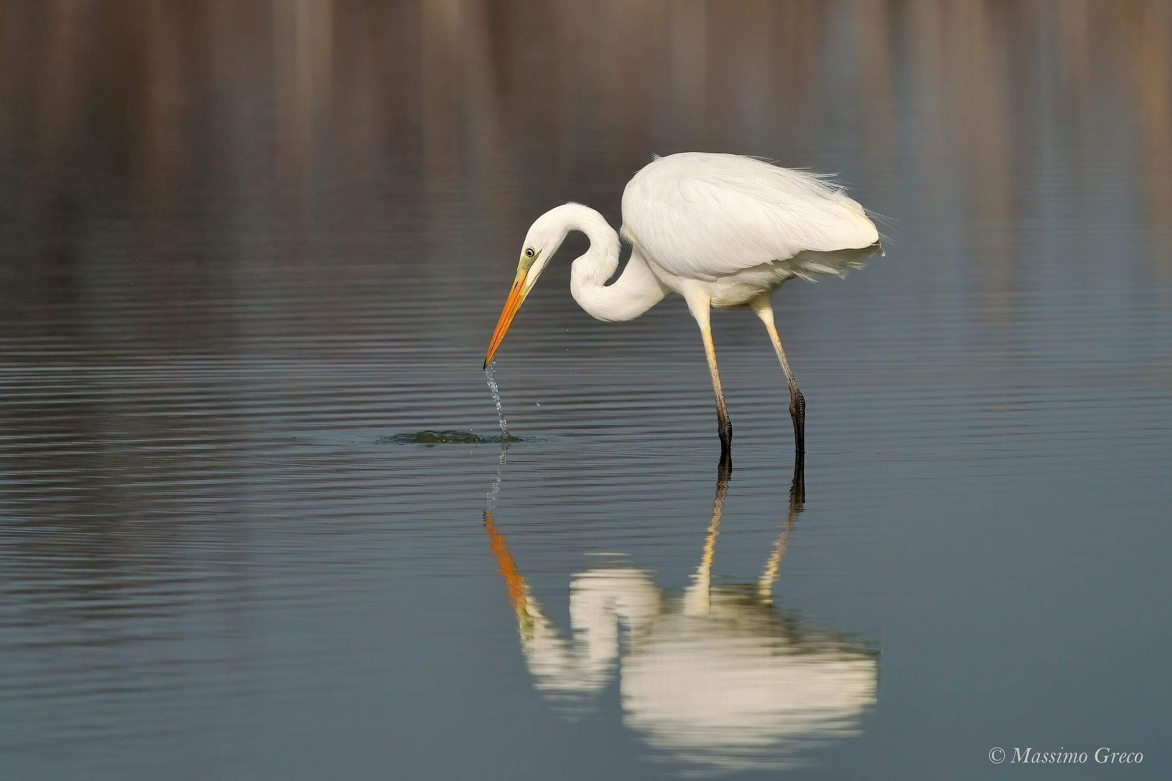 Greater white heron