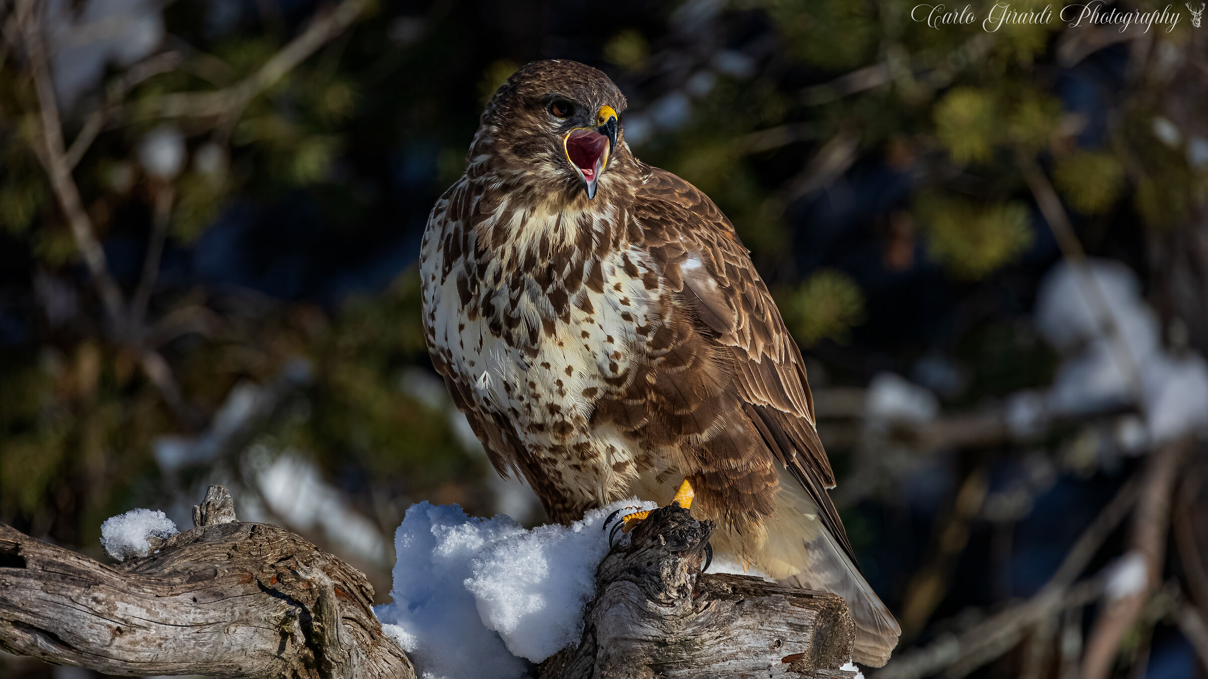 Poiana (Buteo buteo )