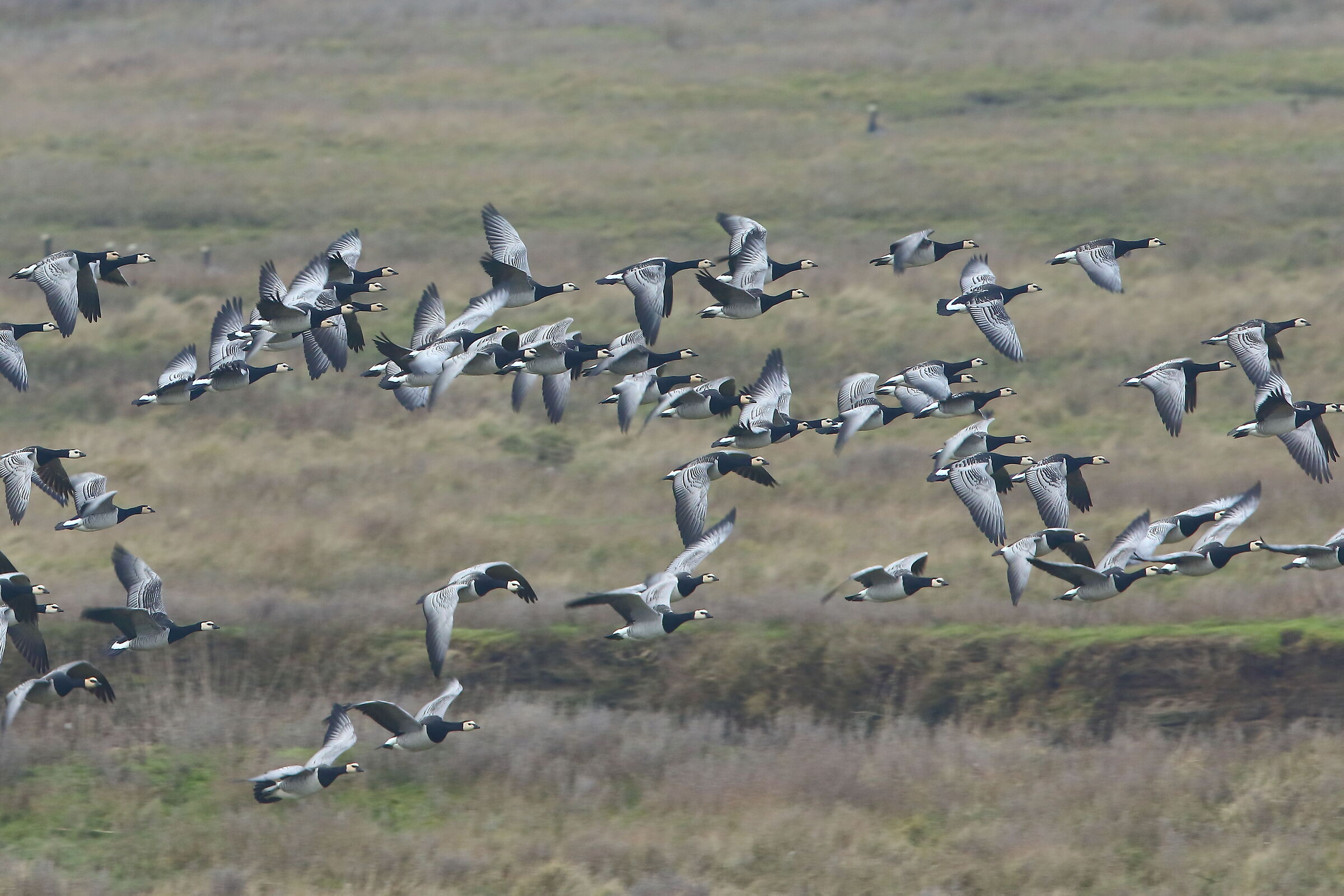 White-faced geese