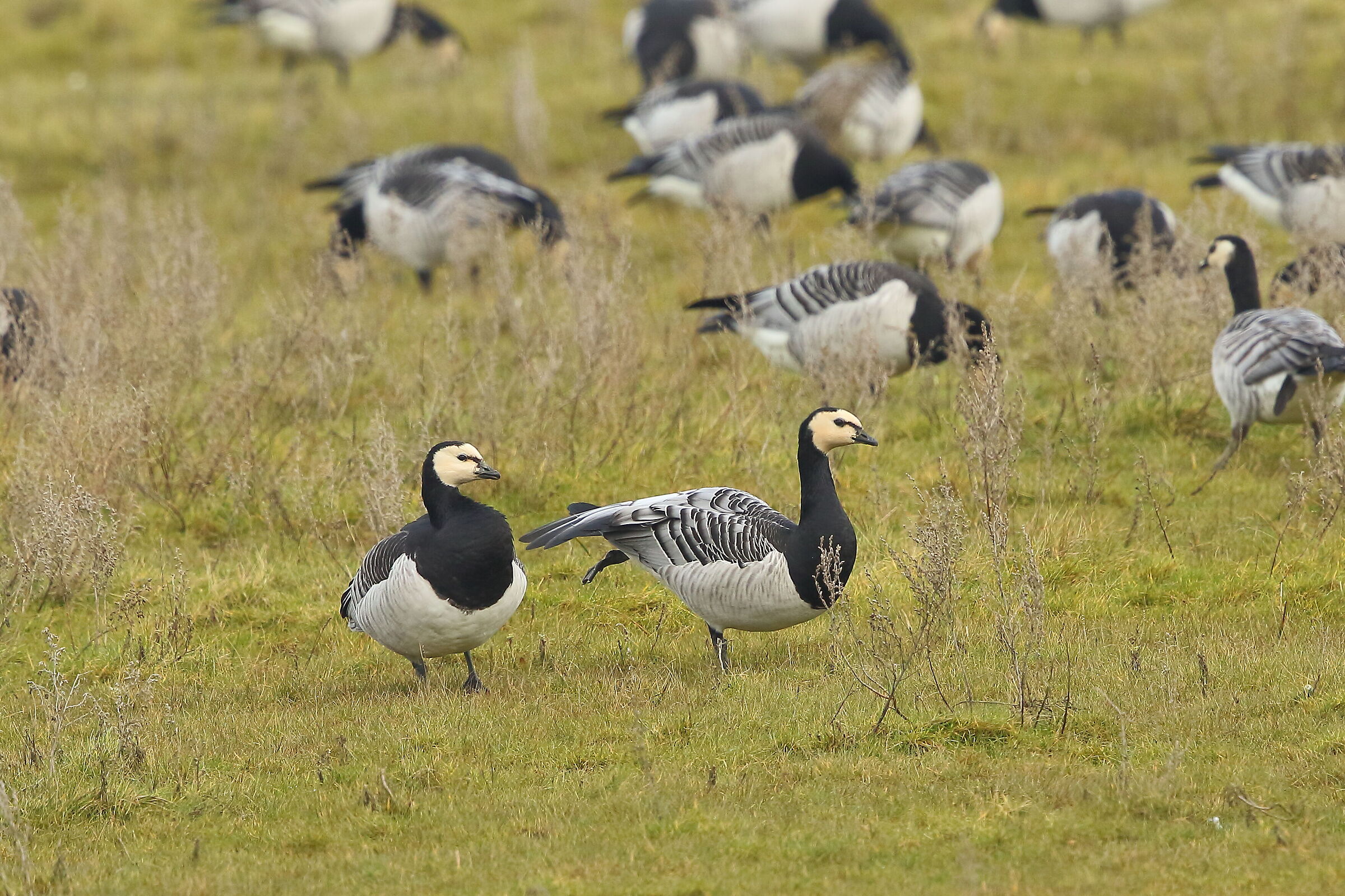 White-faced geese