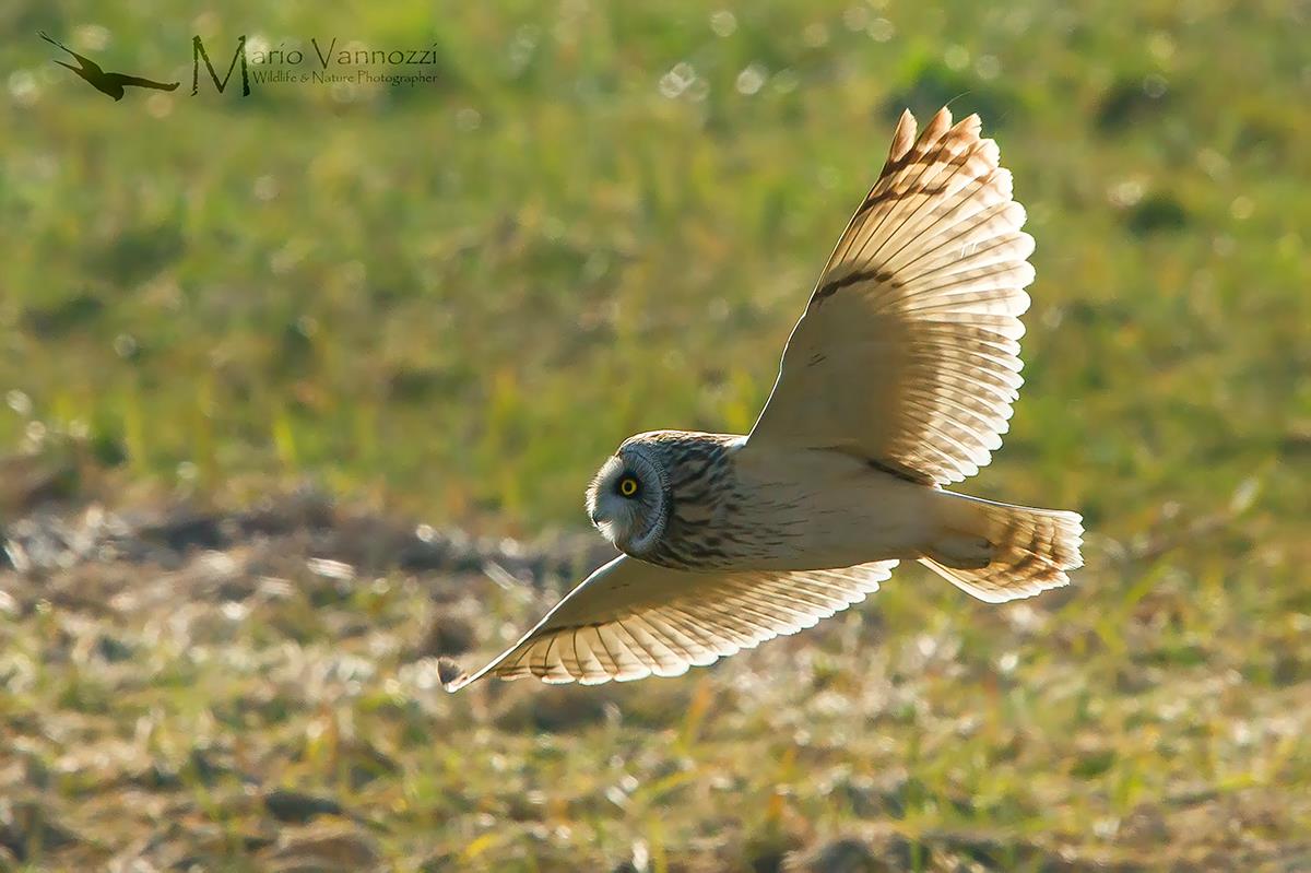 Gufo di palude...quasi una silouette
