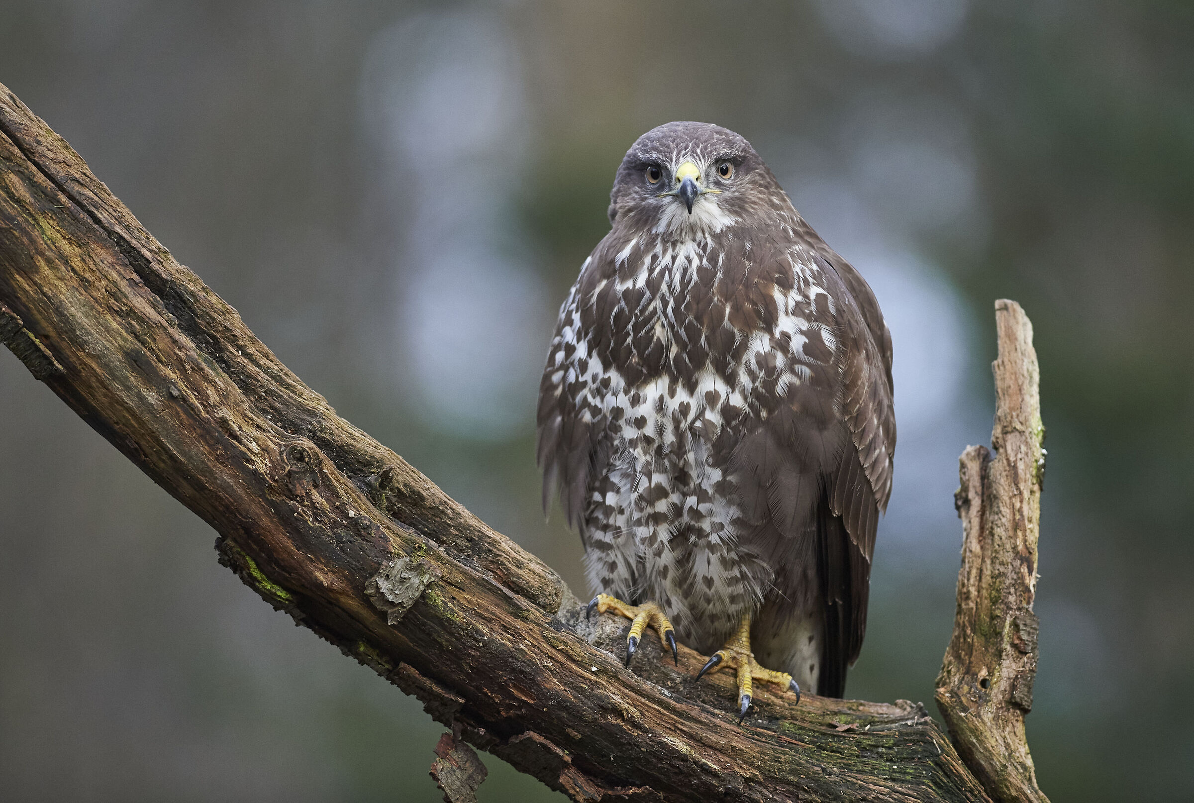 Poiana comune europea (Buteo buteo)