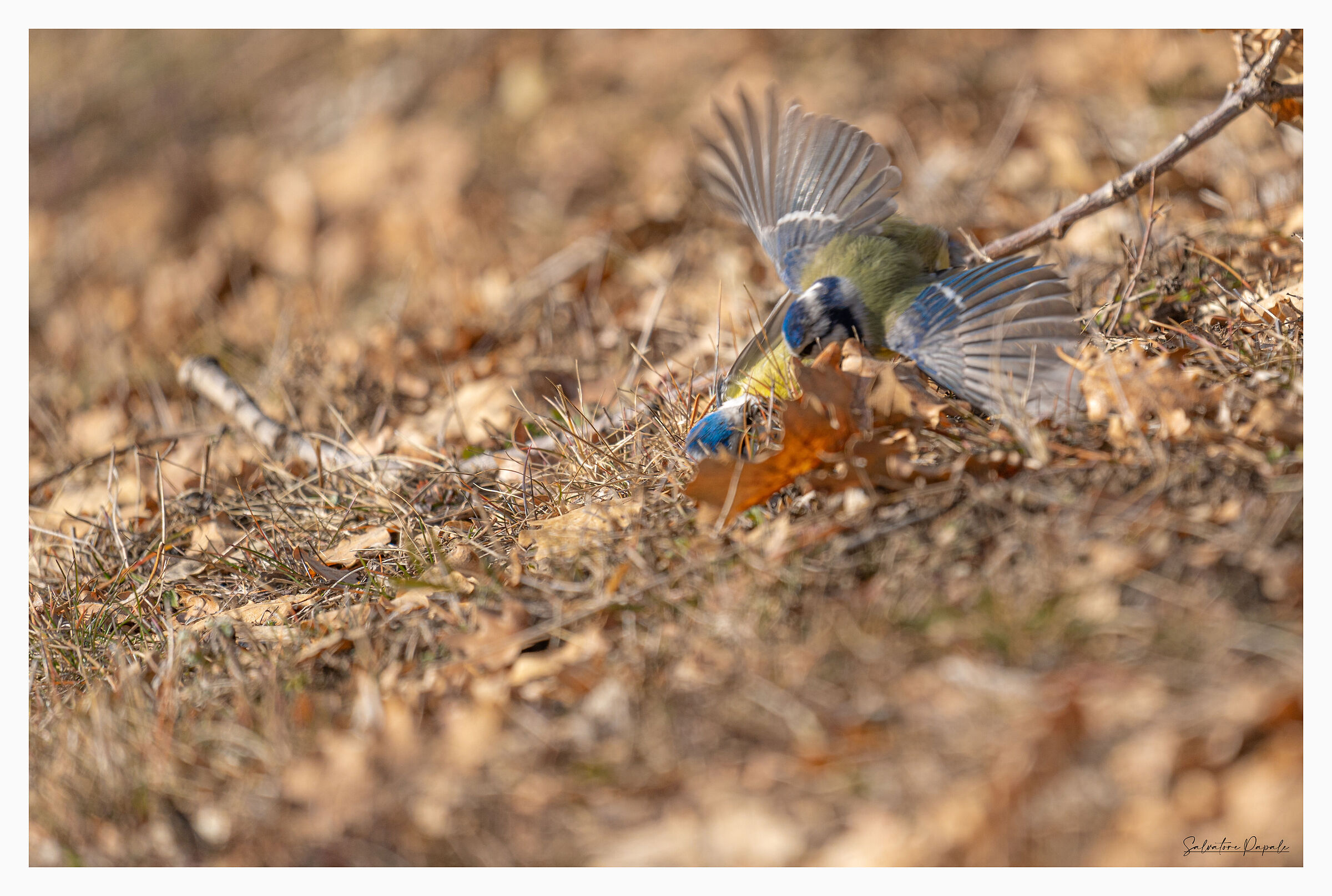 lotta tra Cinciarelle