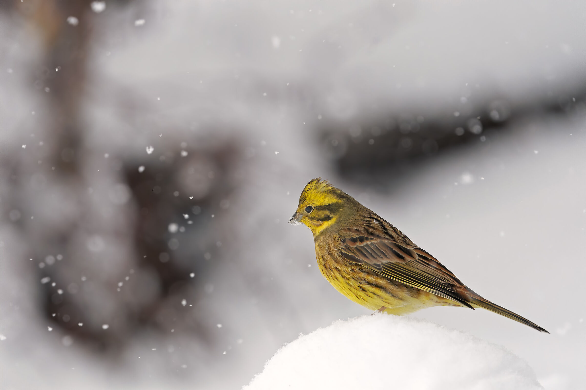 The Yellow Cheekbone.