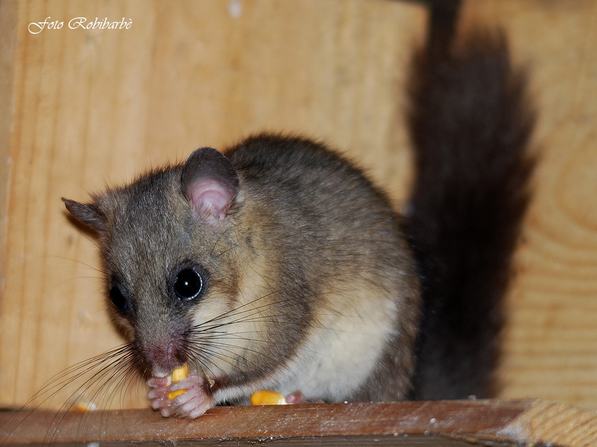 Ghiro..... ghiottone.....