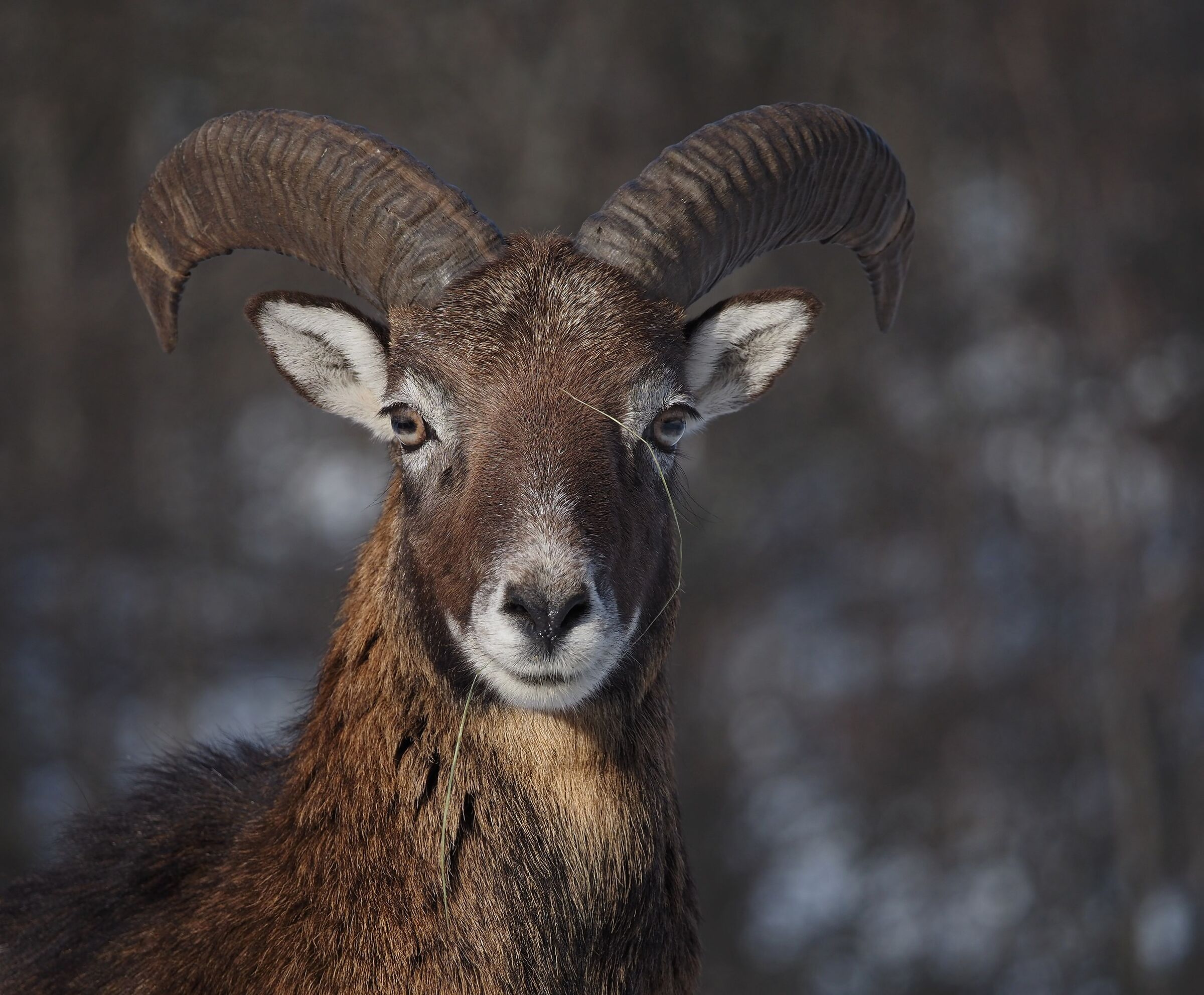 The Drizzle of Dry Grass