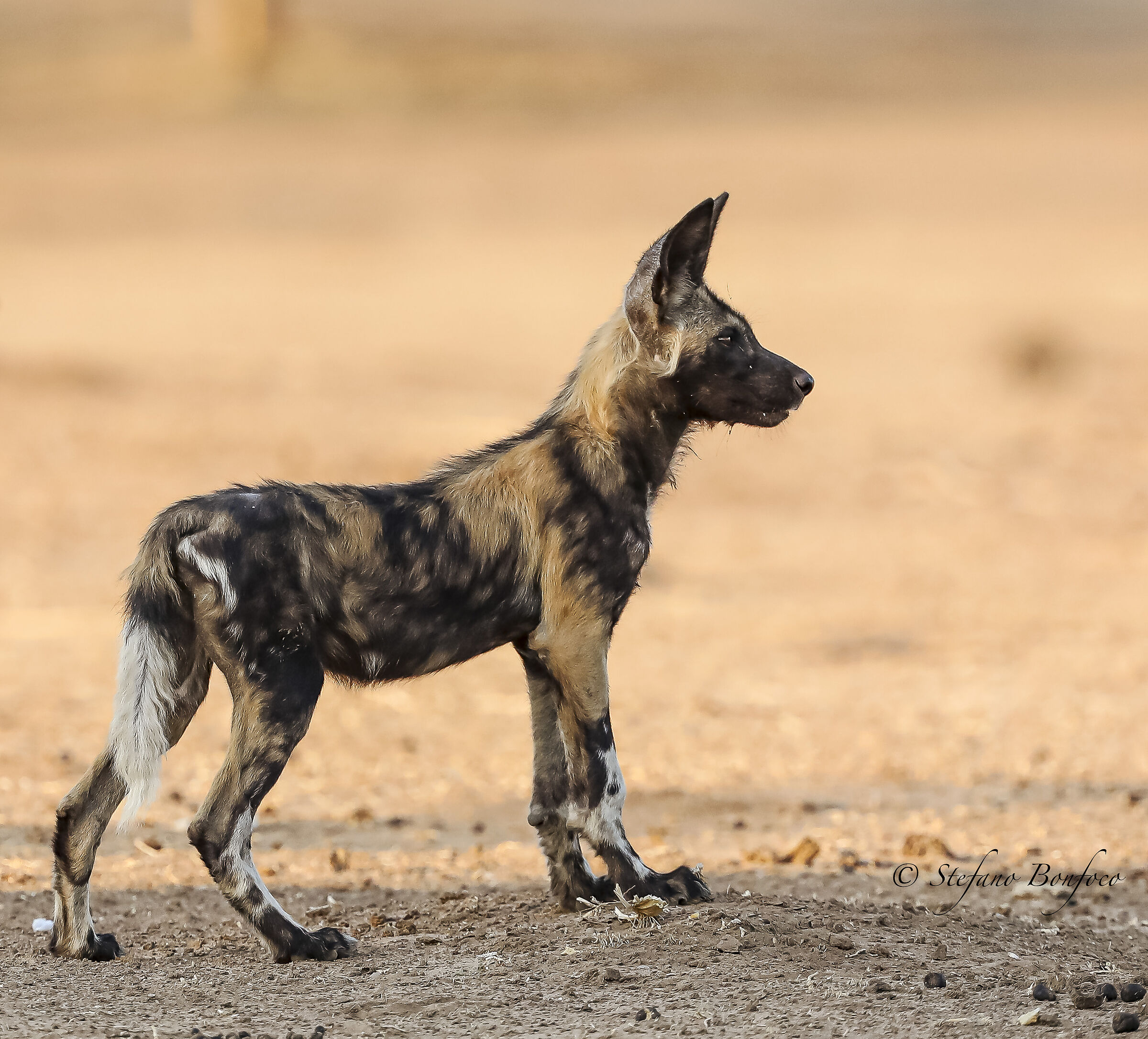 Giovane cane dipinto