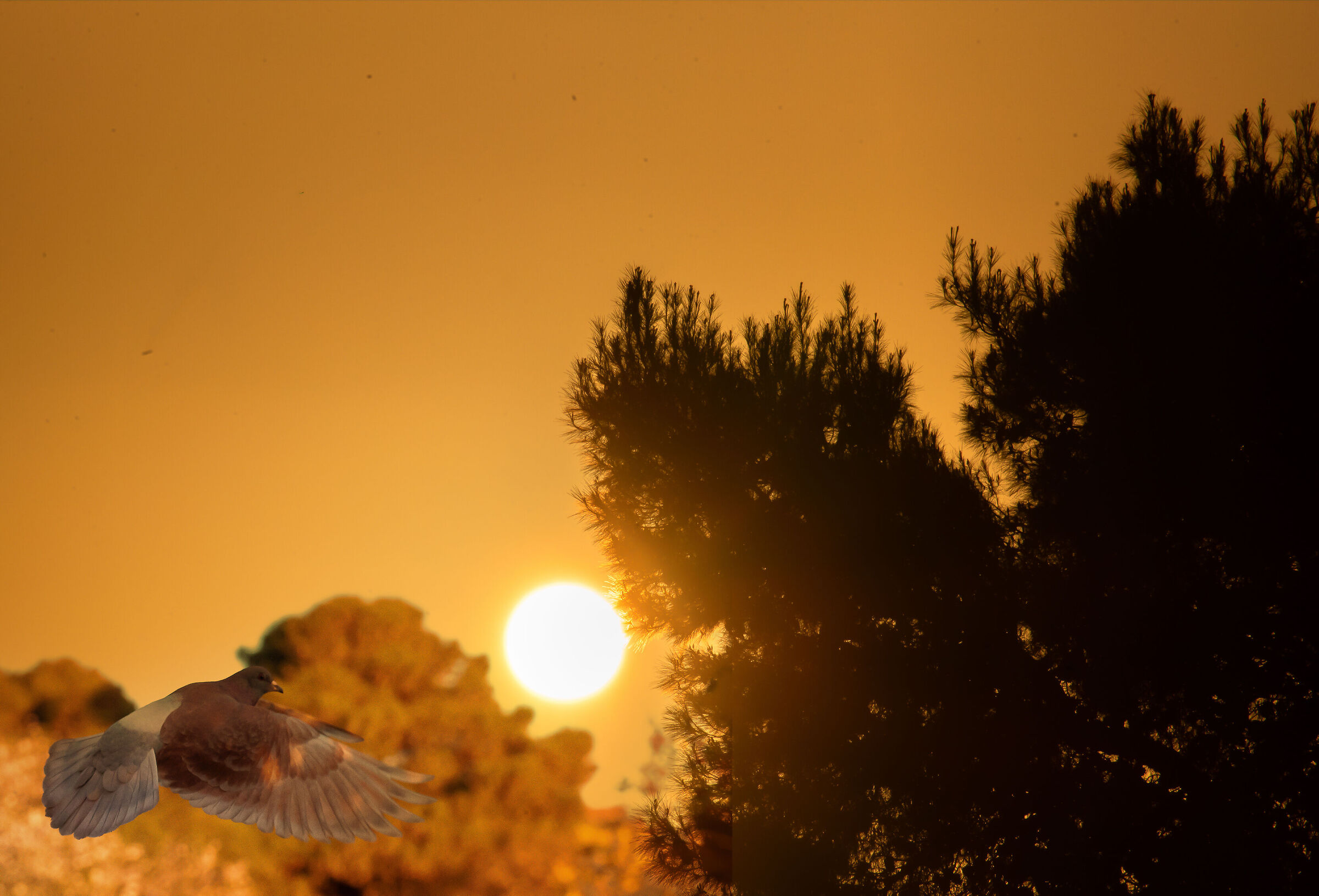 Se segui la luce non sarai mai Solo.